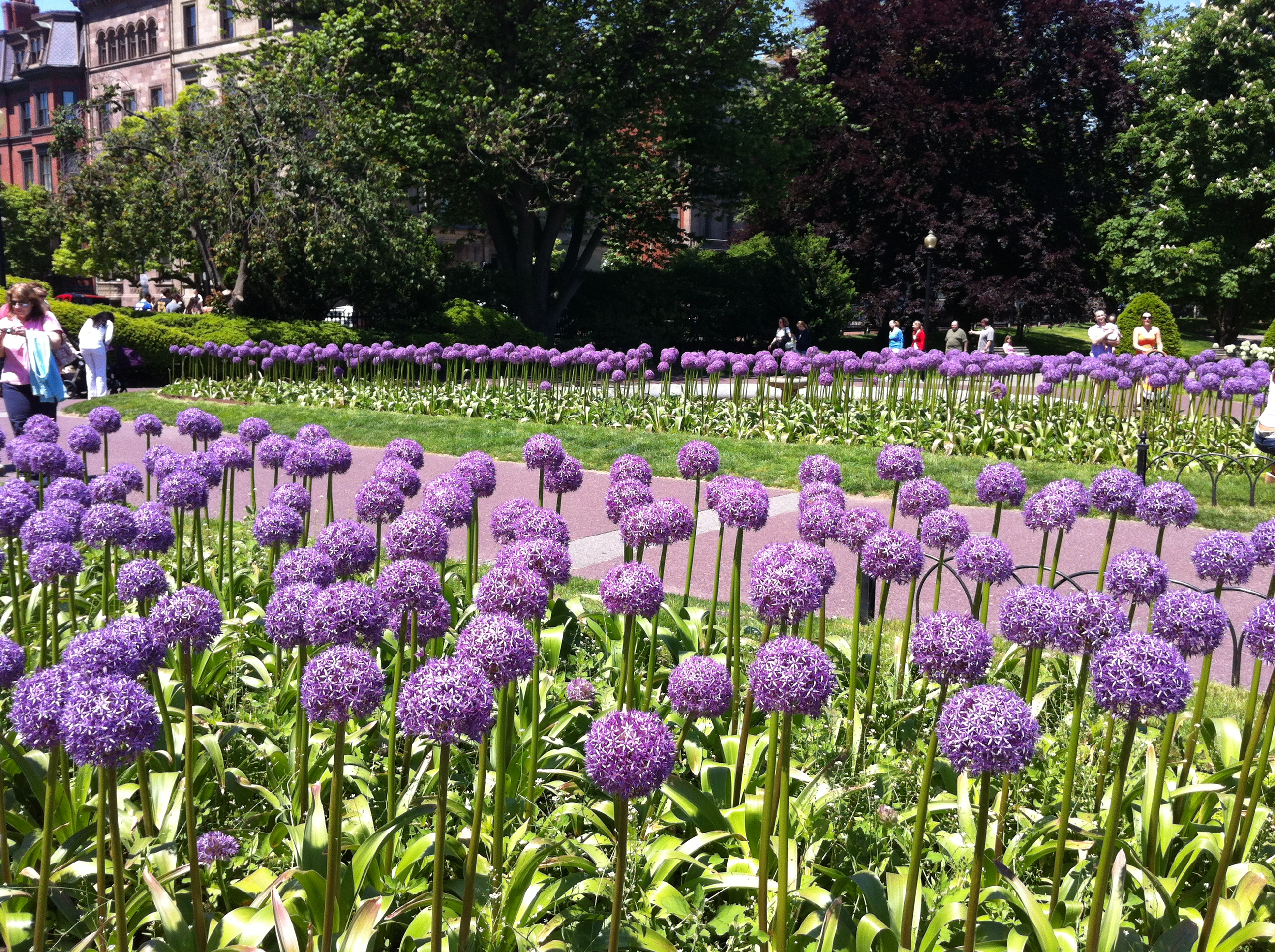 Lollipop flowers in Boston Public Gardens | beanboston