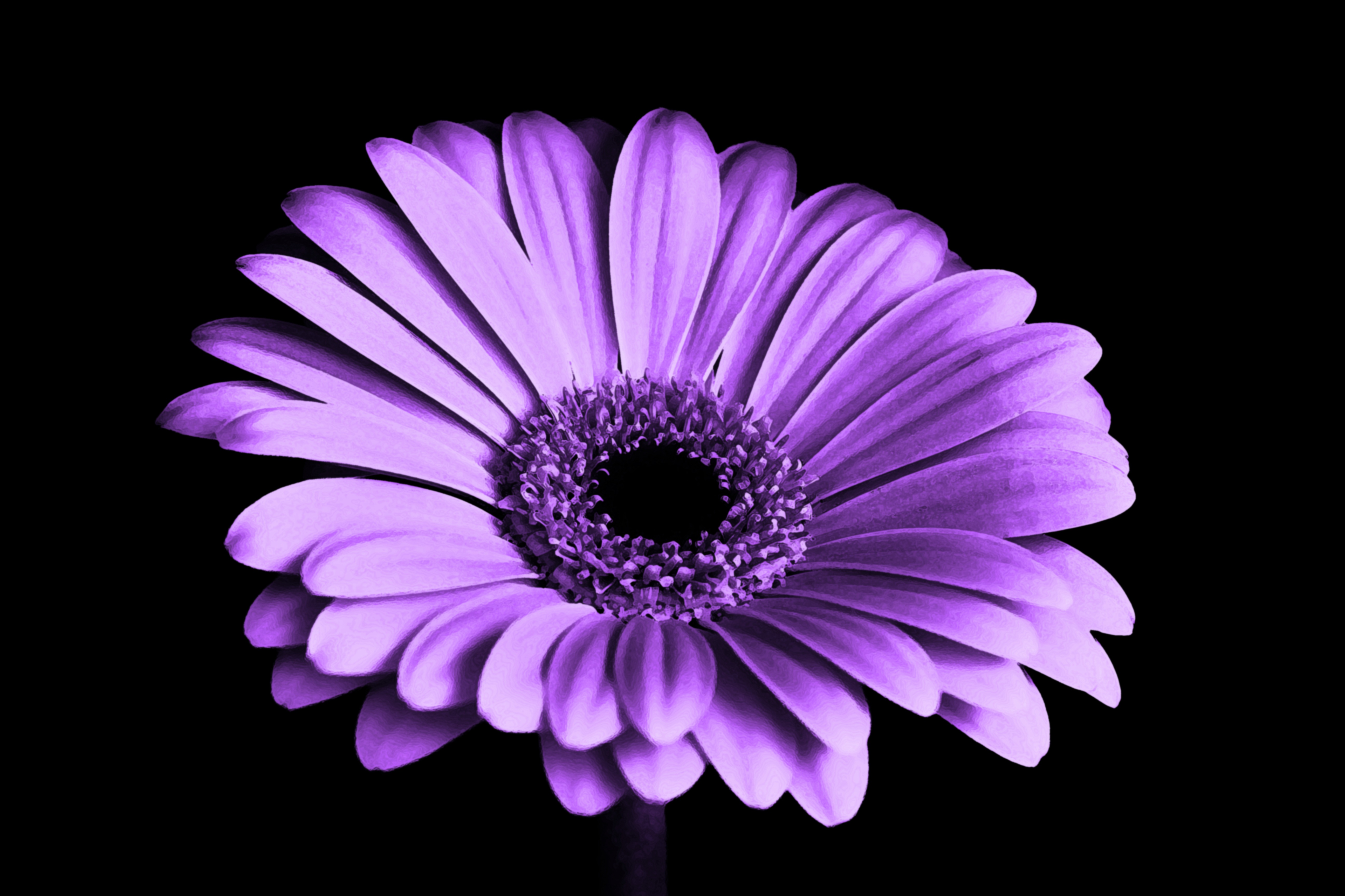 Purple Gerbera Flower, Black, Flower photos, Plants, Petals, HQ Photo