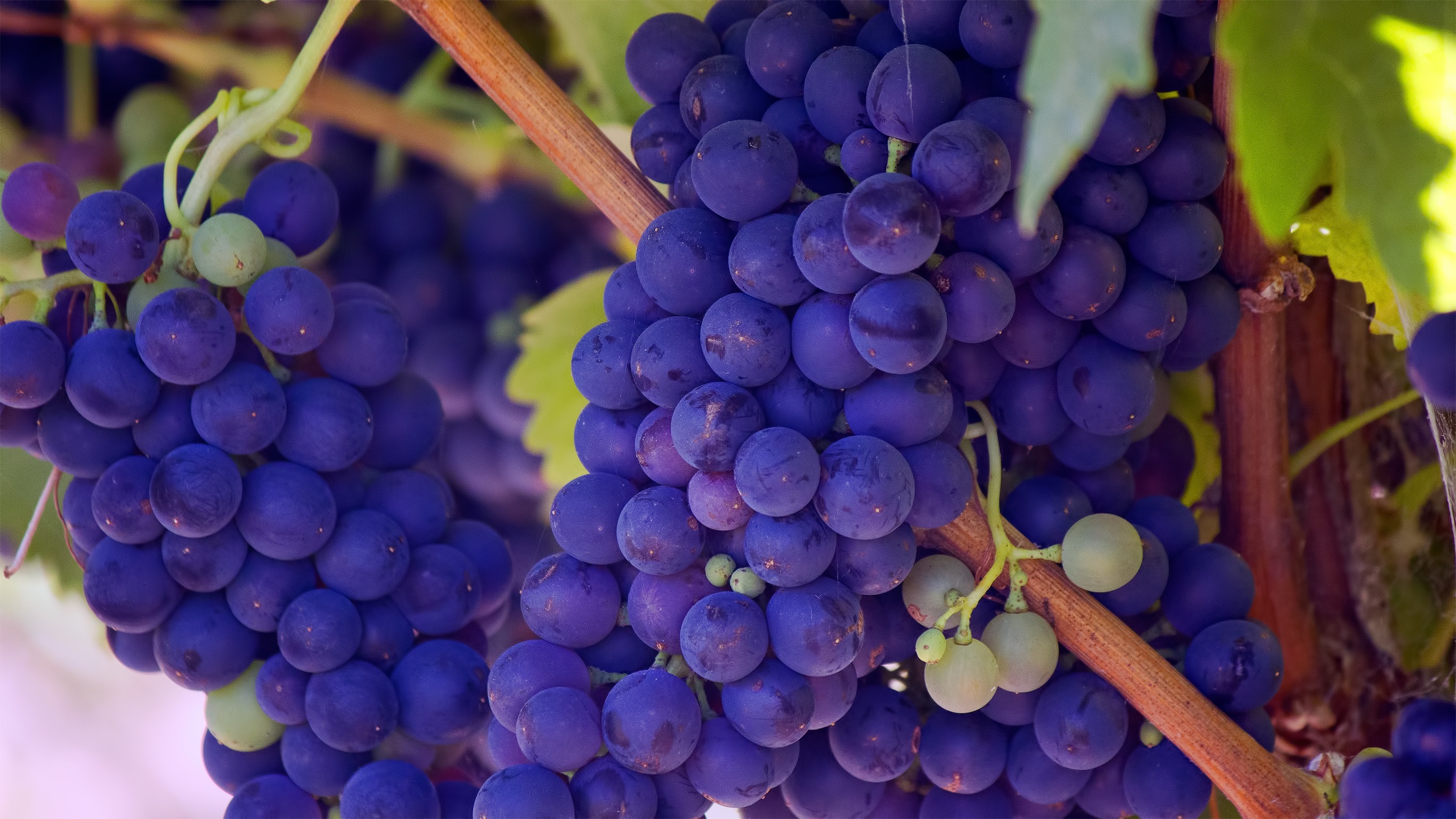 Wallpaper Grapevines, Vineyard, Purple grapes, HD, Photography, #3916