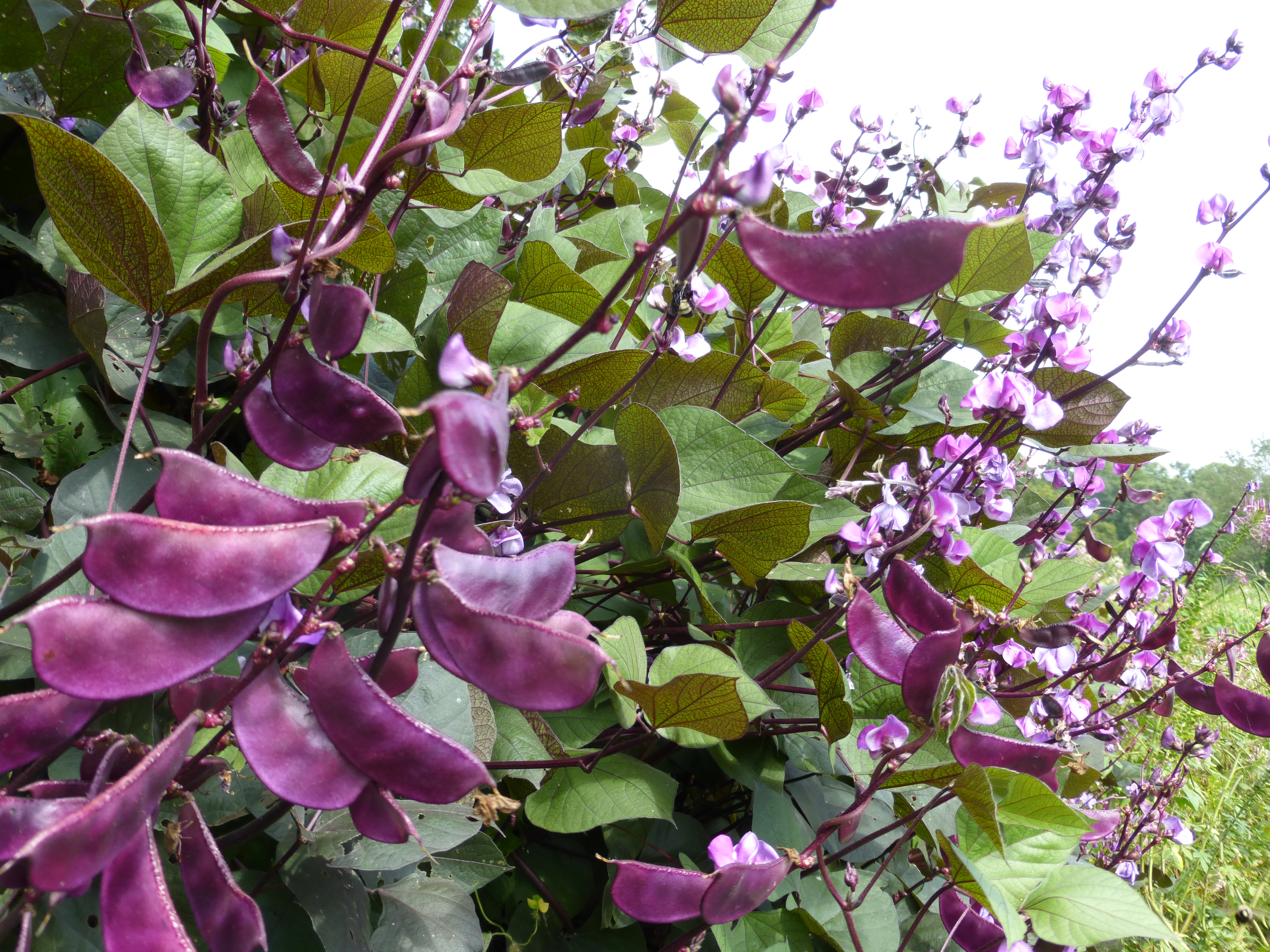 Purple Hyacinth Bean (ornamental), 8 g : Southern Exposure Seed ...
