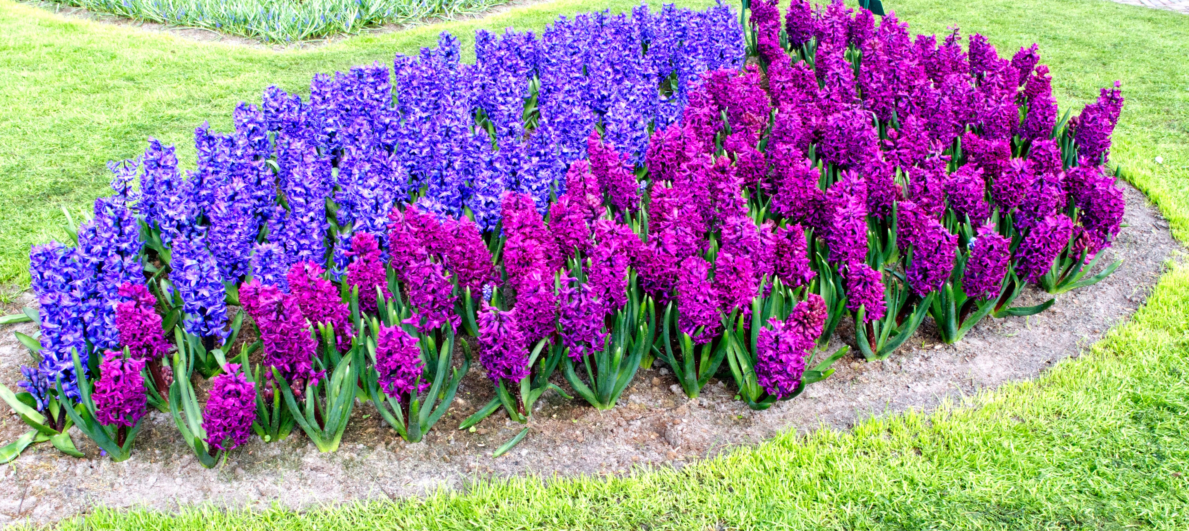 Hyacinth Columbus Collection | DutchGrown