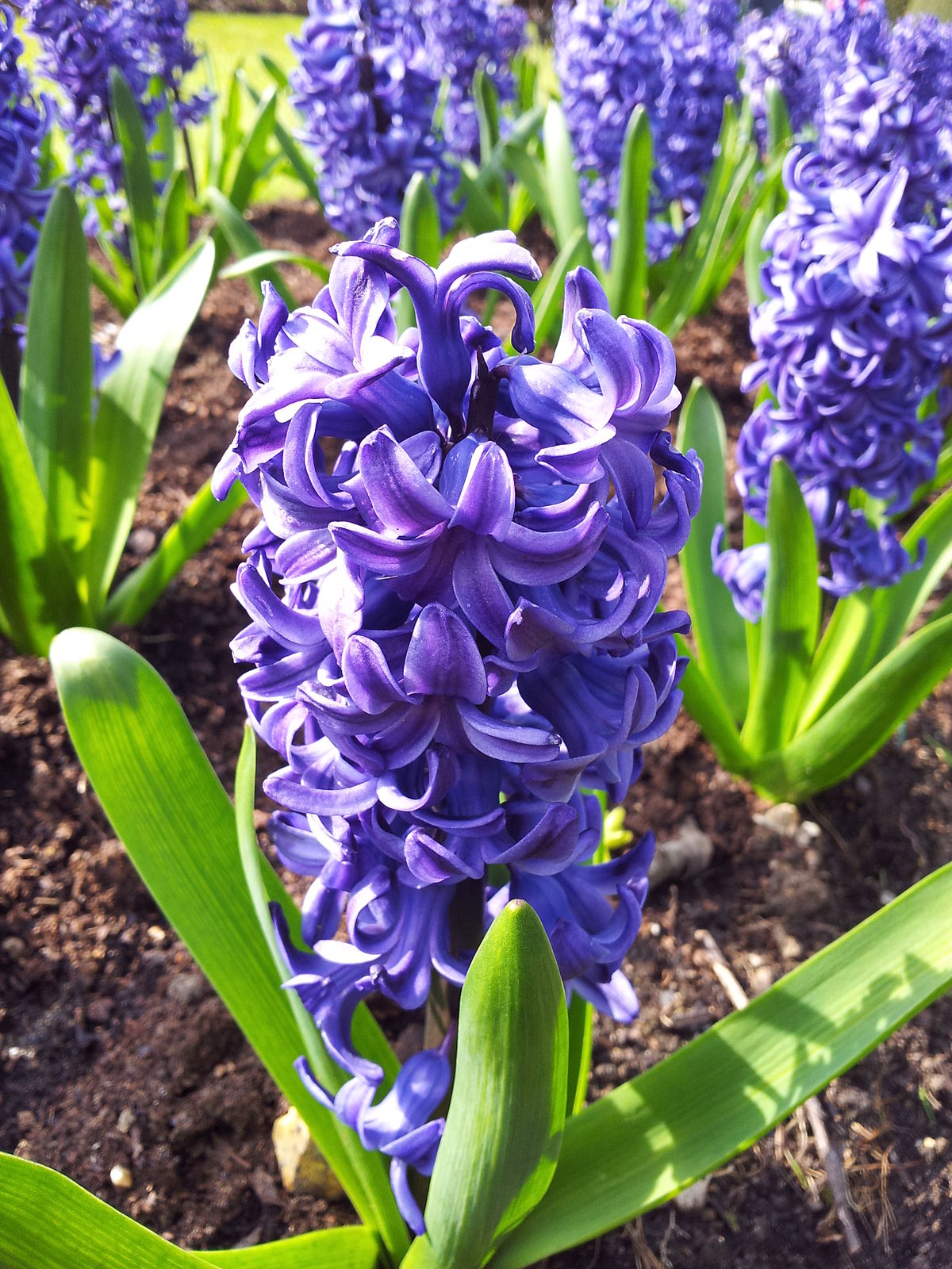 Hyacinth (plant) - Wikipedia