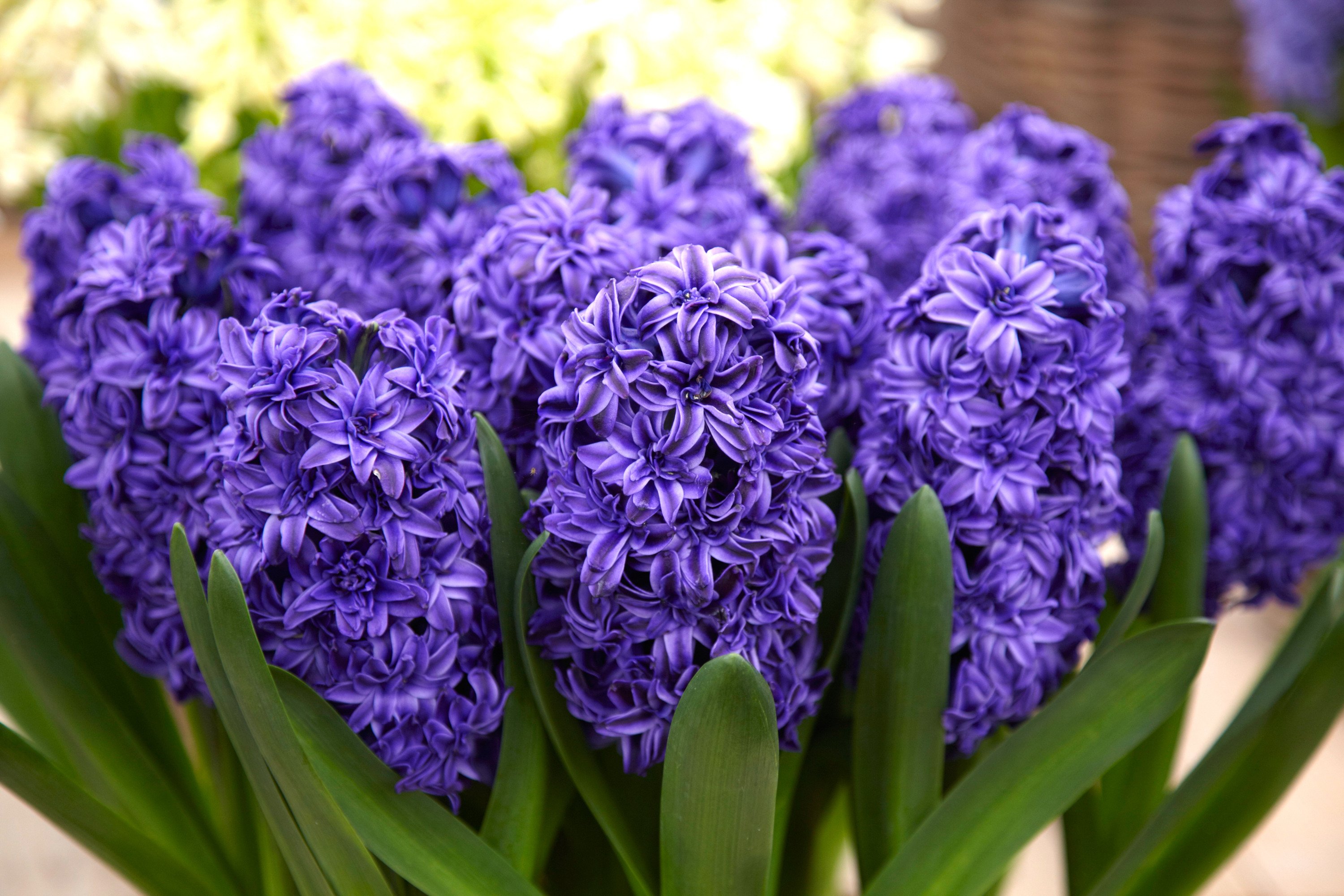 Hyacinth Royal Navy - Flower Bulbs | DutchGrown®