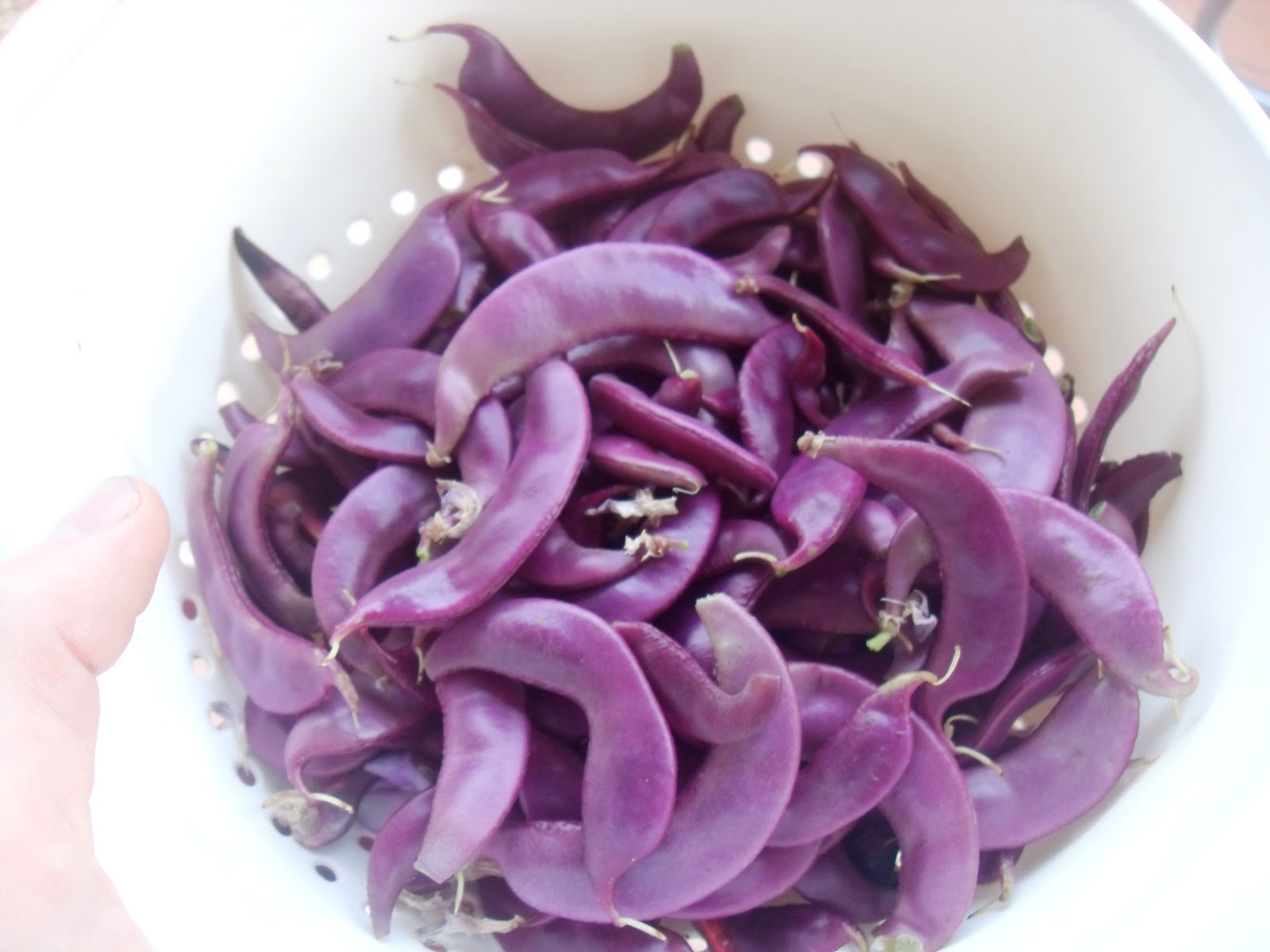 The Scientific Gardener: Cooking Purple Hyacinth Beans