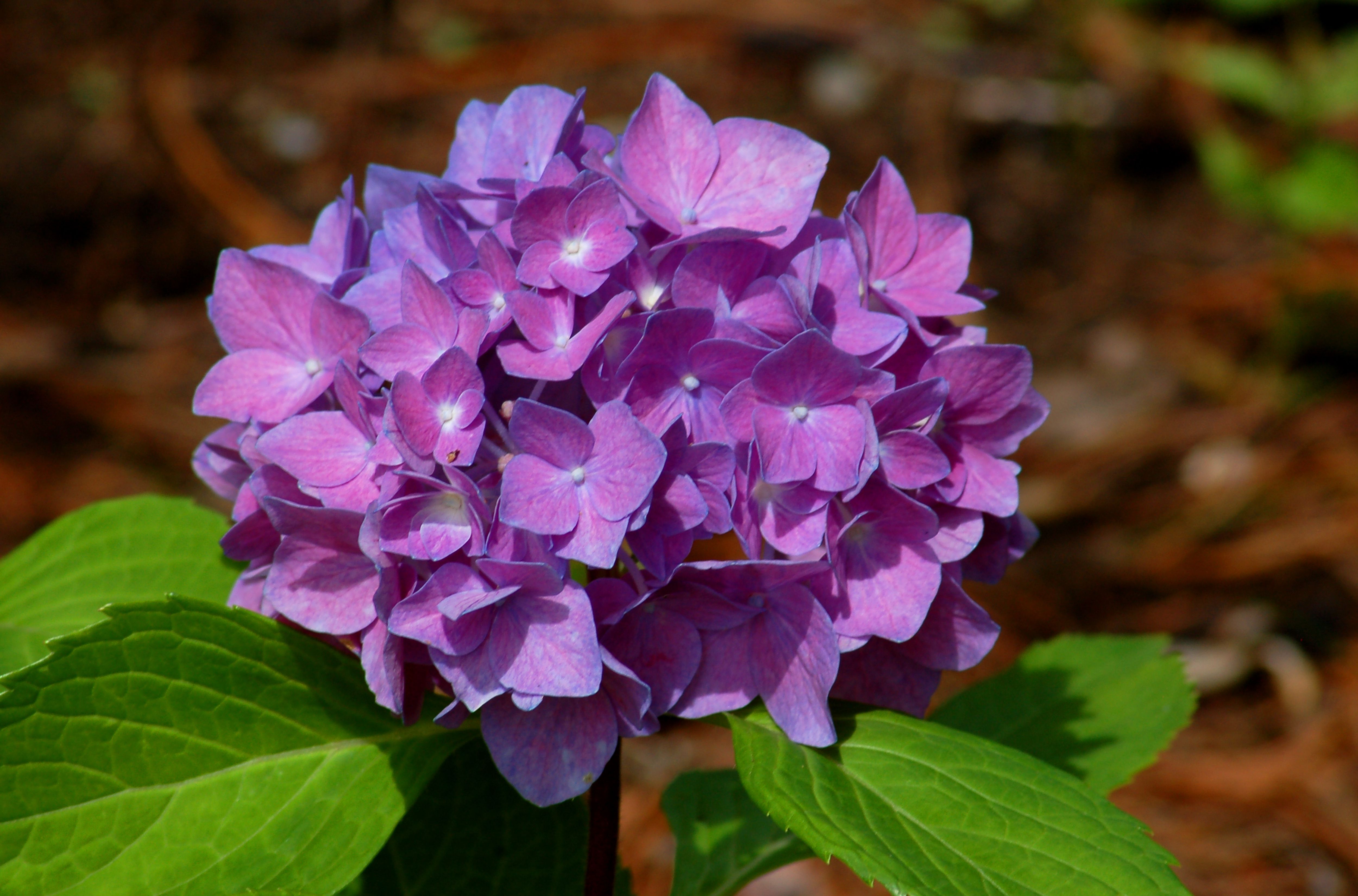 Learn to Change the Color of Your Hydrangeas