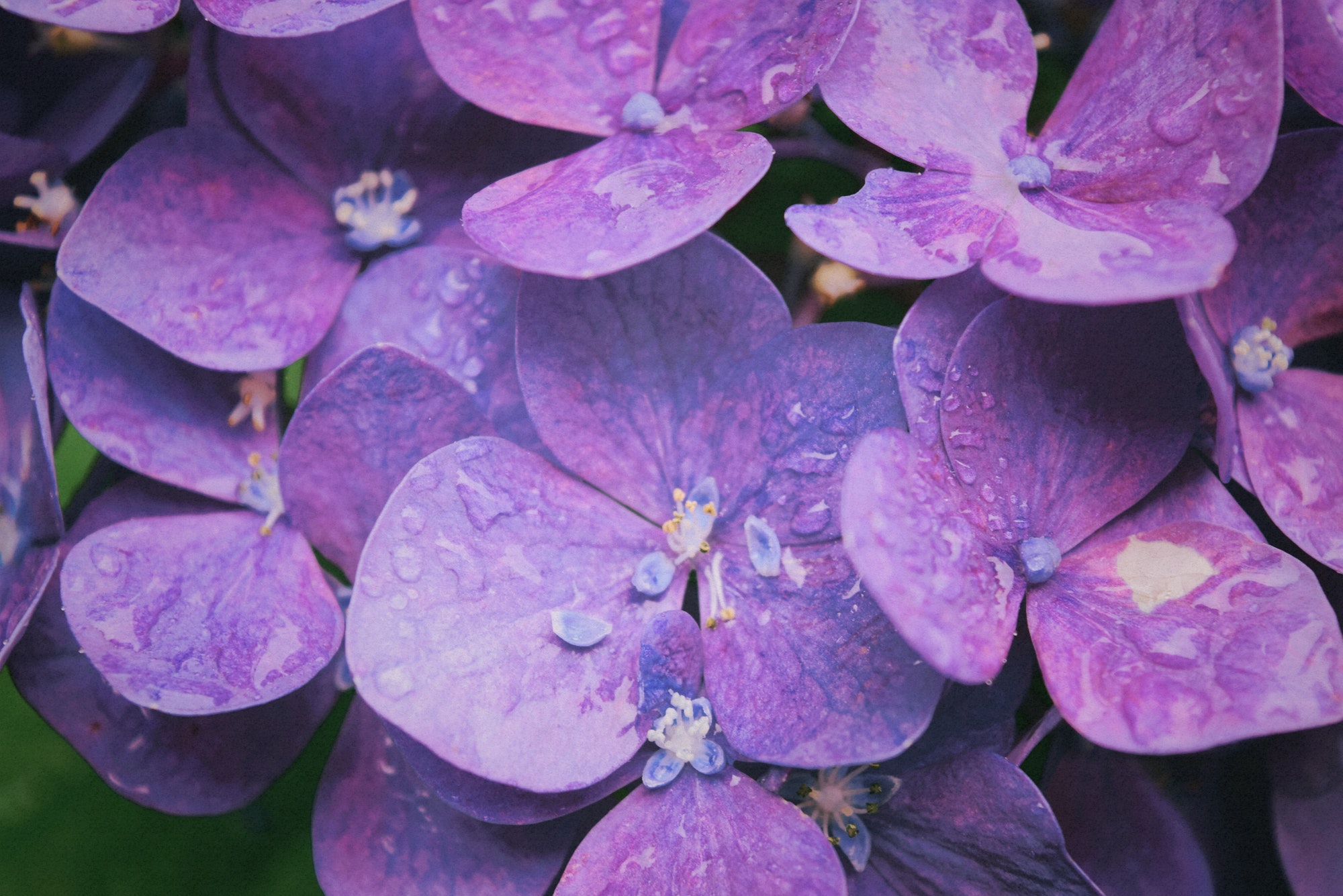 Purple hydrangeas photo
