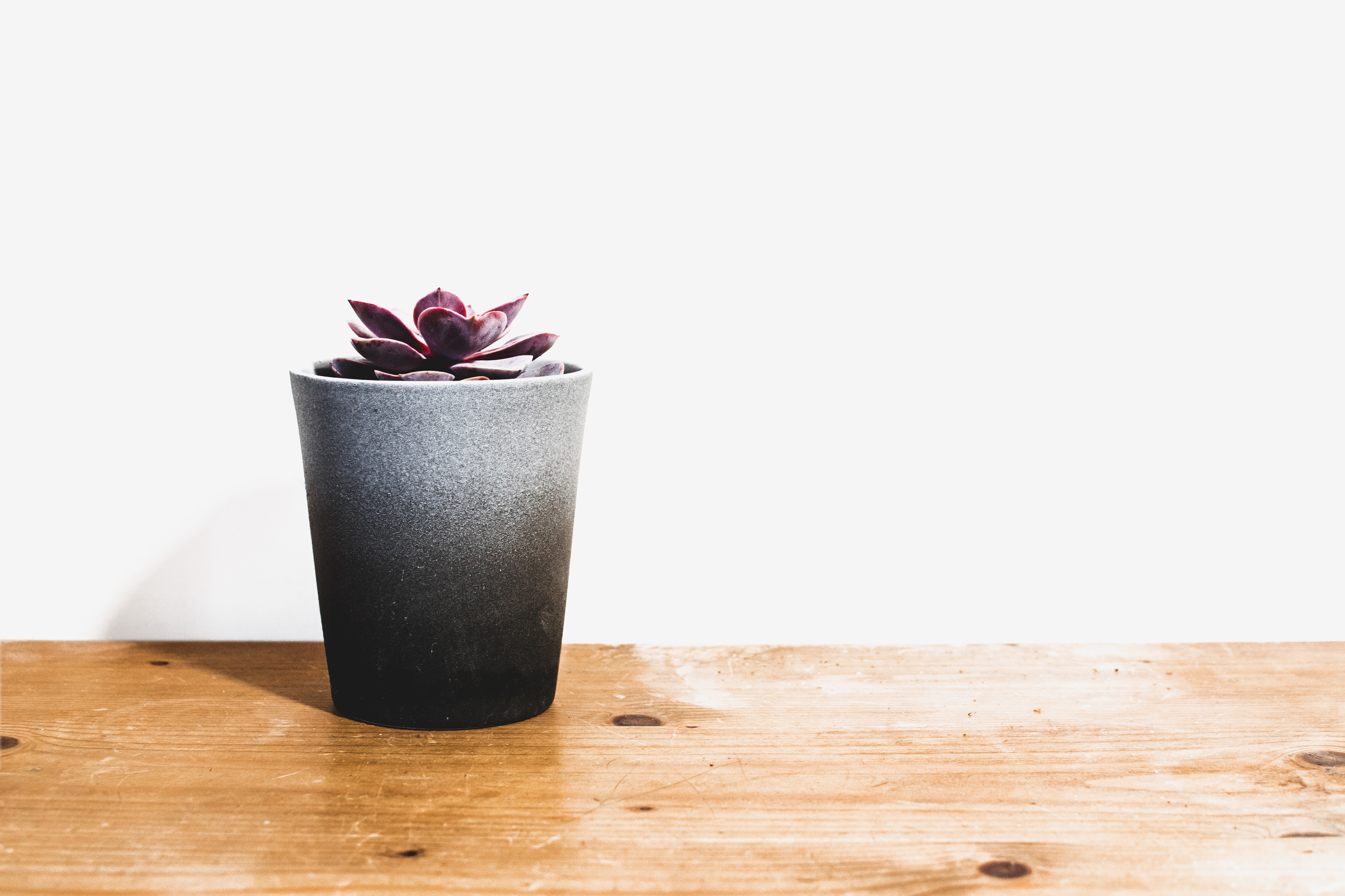 Purple indoor potted plant photo