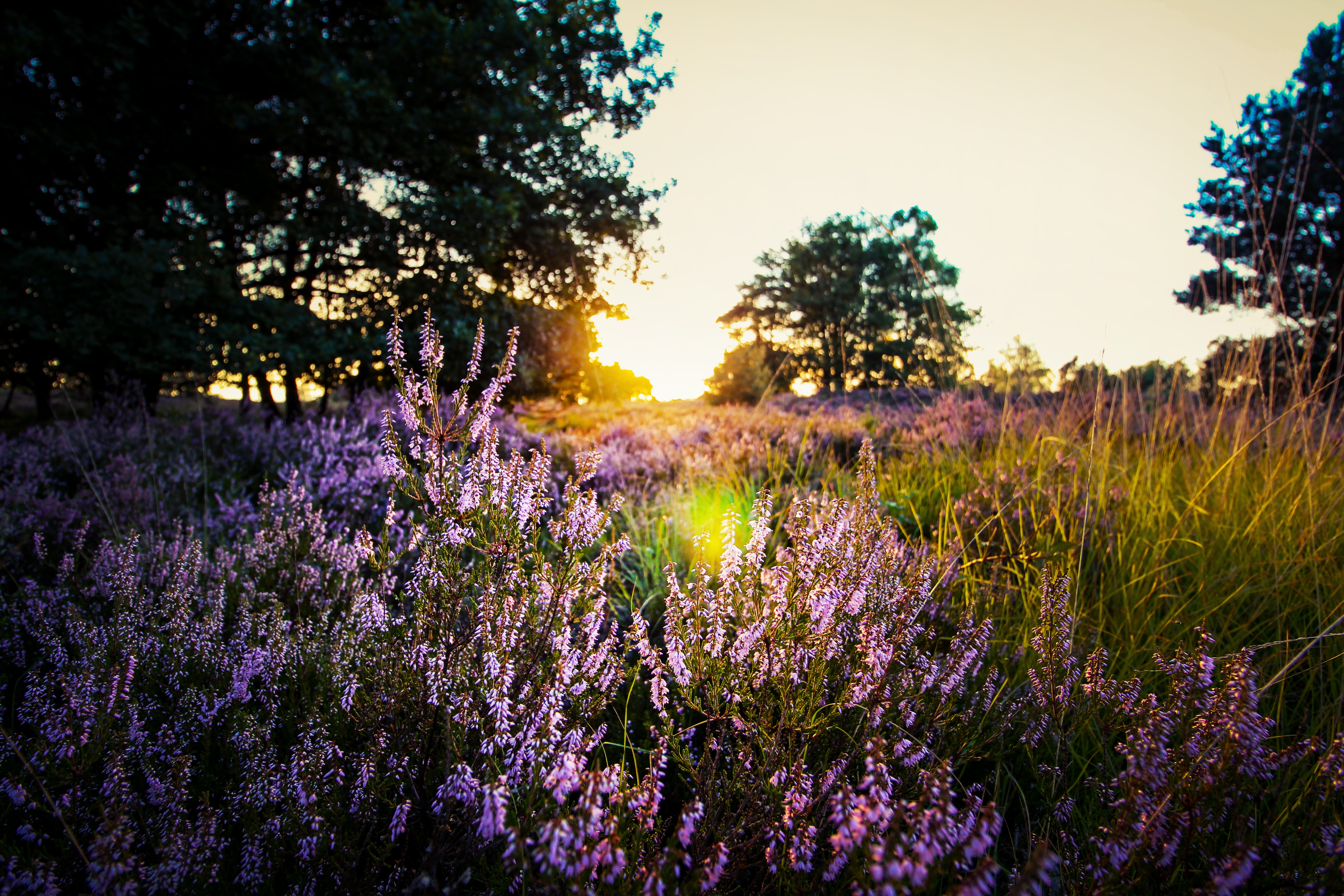 Purple lavender on field during sunset photo