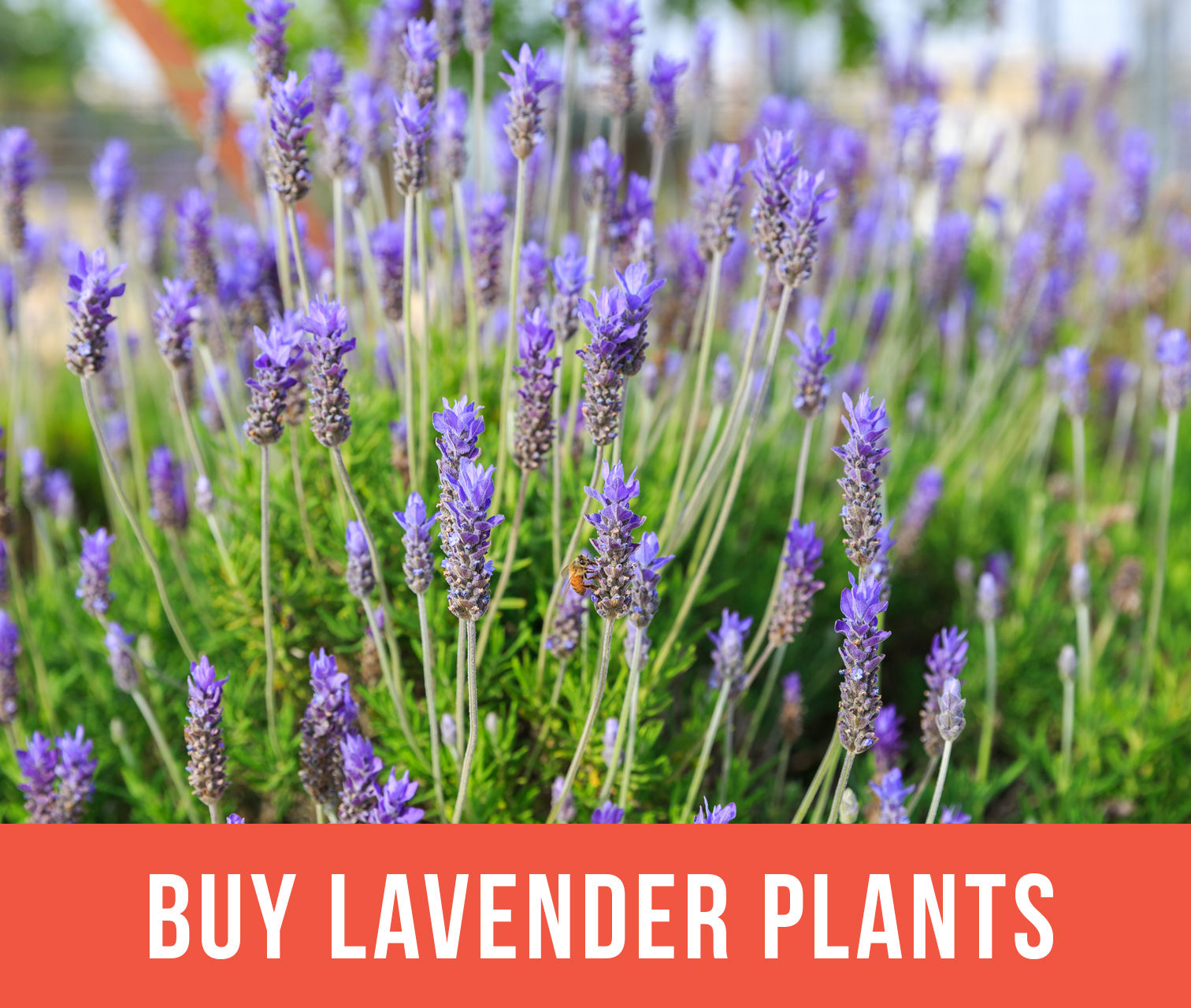 Growing Lavender - Planting & Caring for Lavender Plants | Garden Design