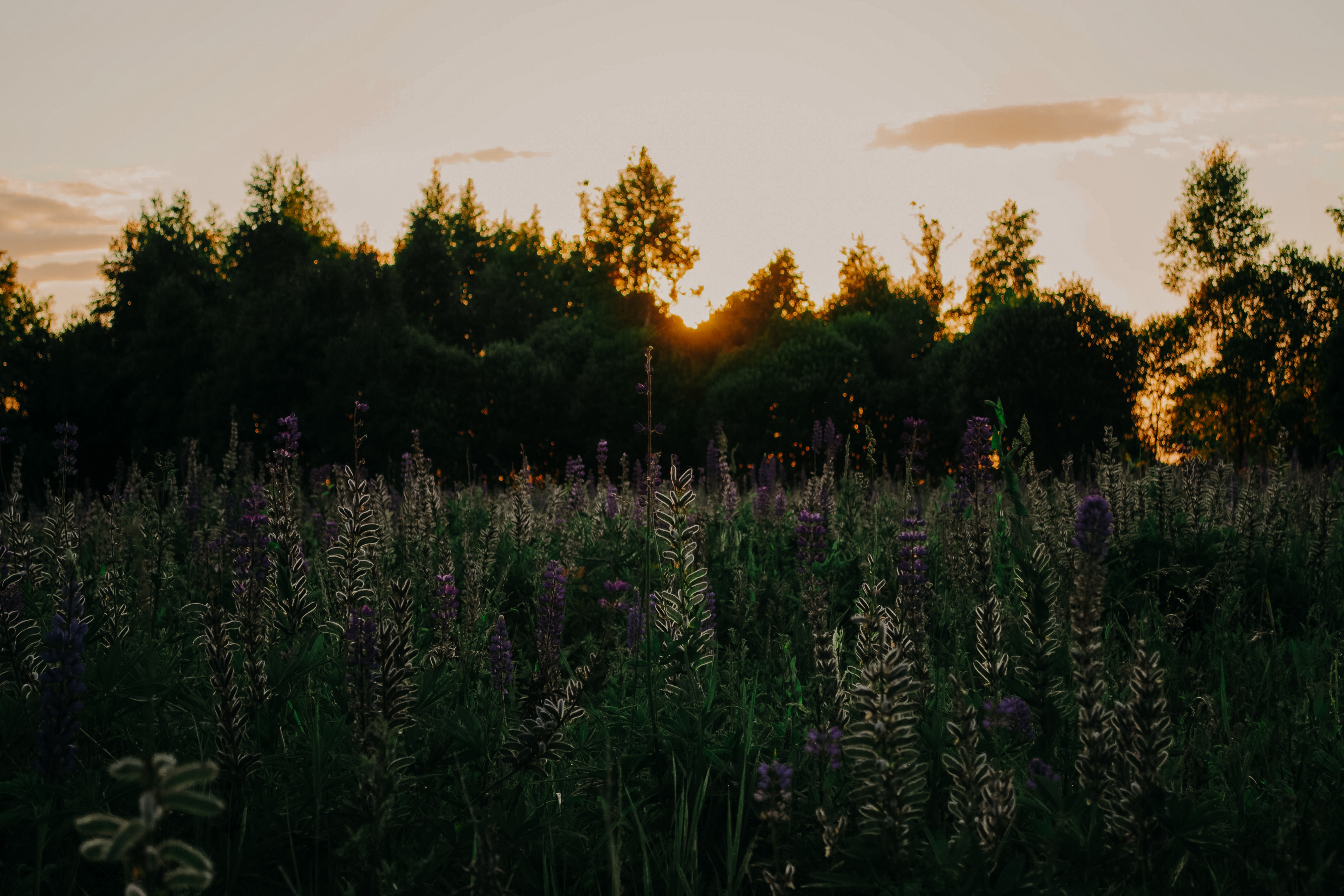 Purple Lavender Plants, Beautiful, Sunset, Sun, Plants, HQ Photo