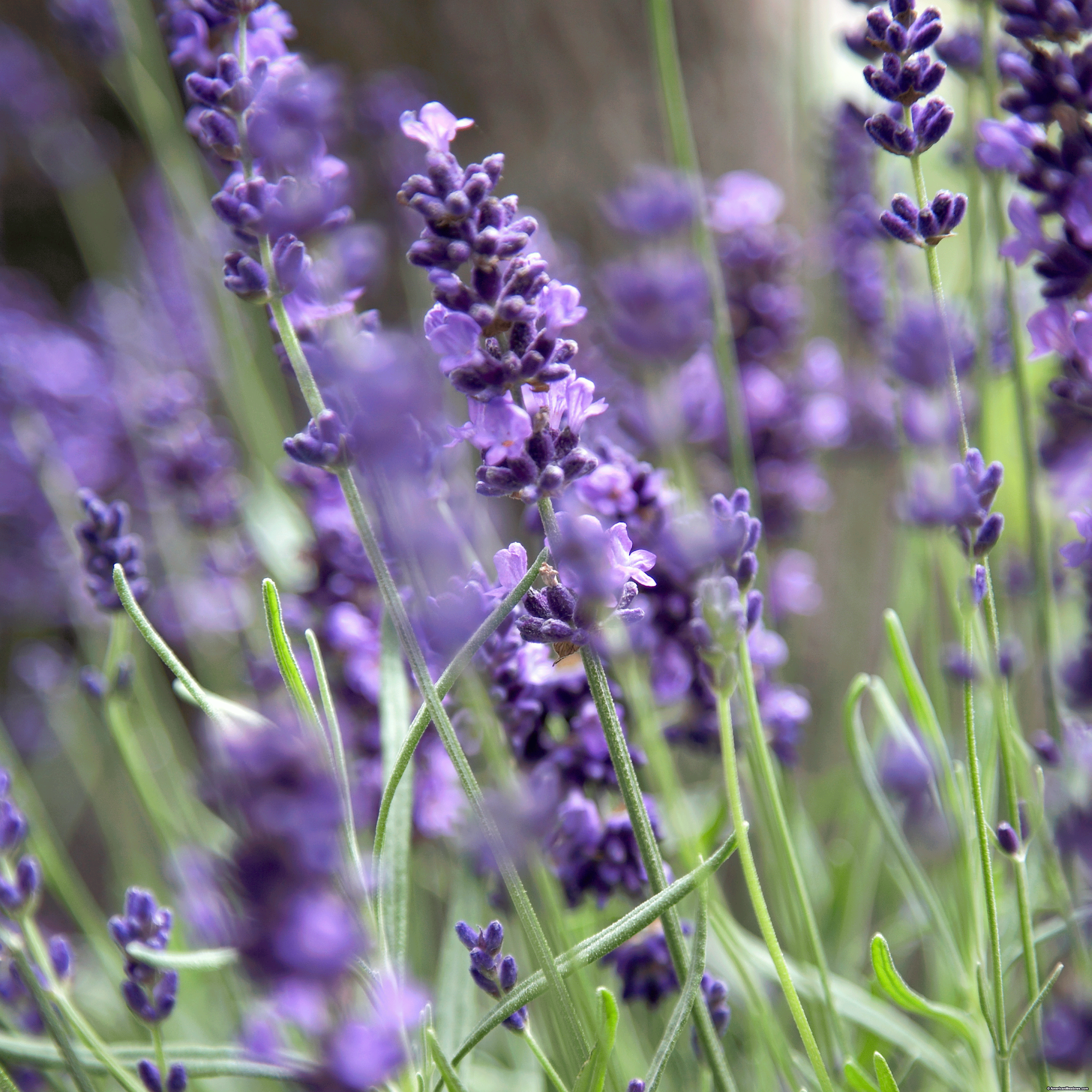 Hidcote English Lavender - Lavandula | American Meadows