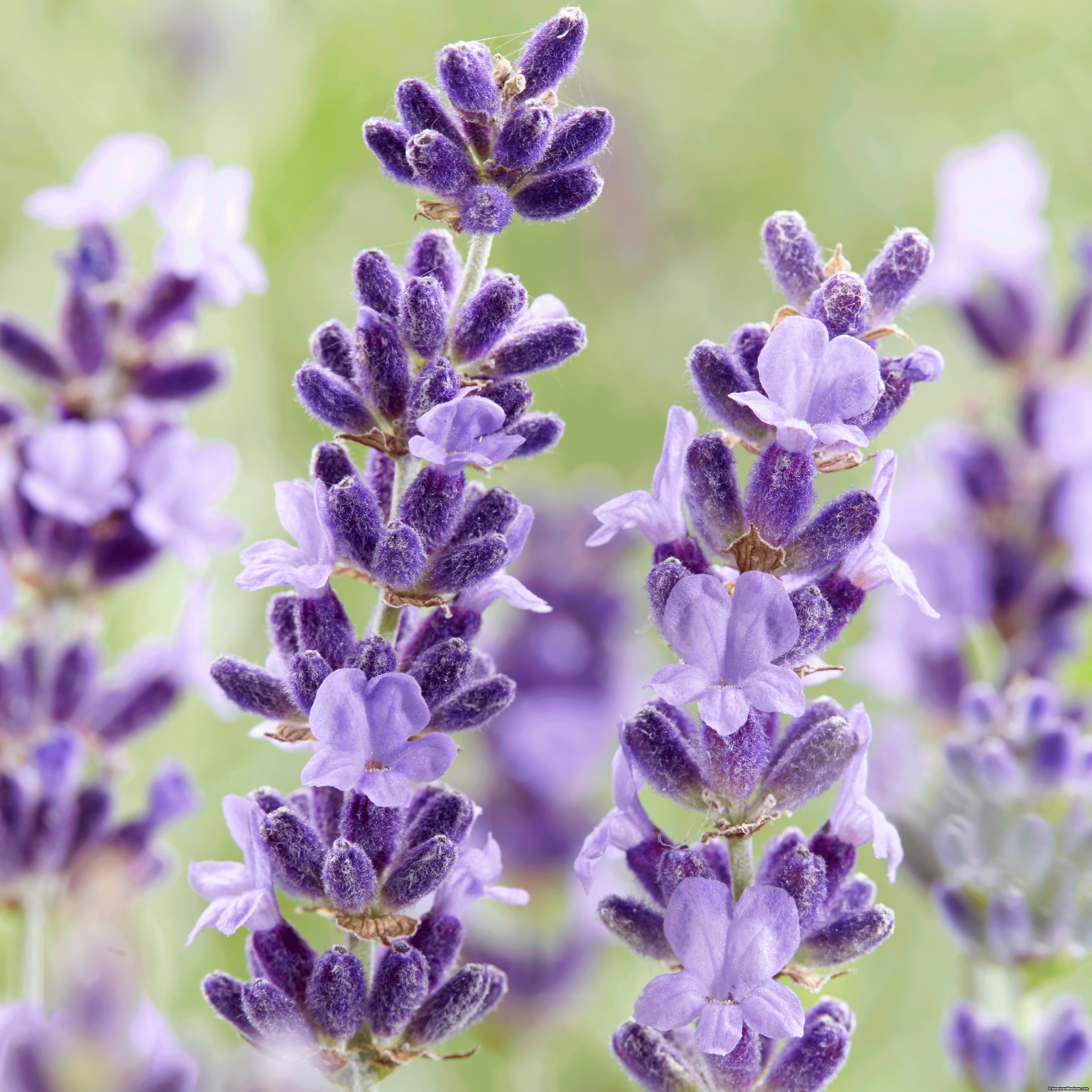 Purple lavender plants photo