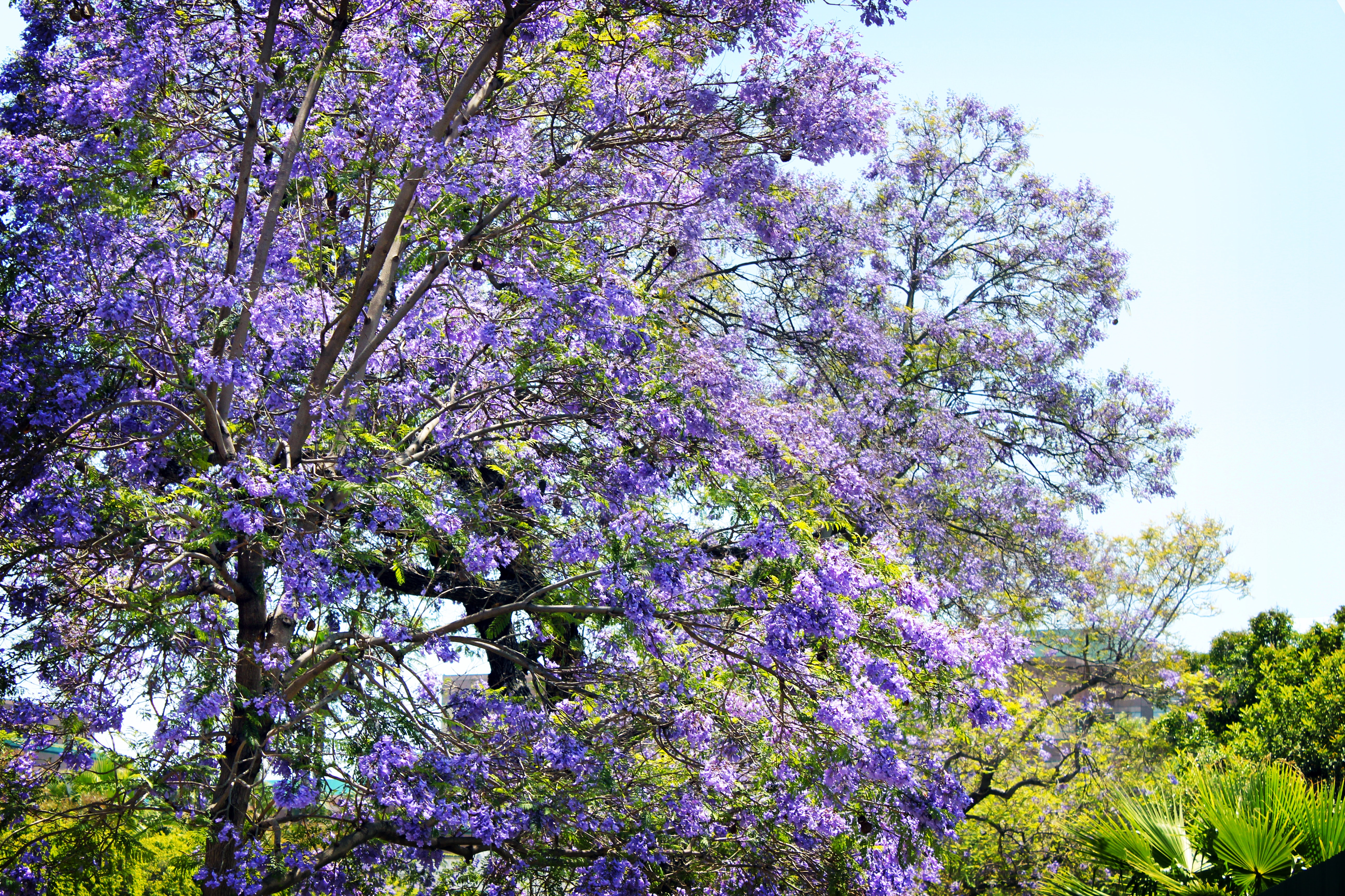 Purple leaf tree photo