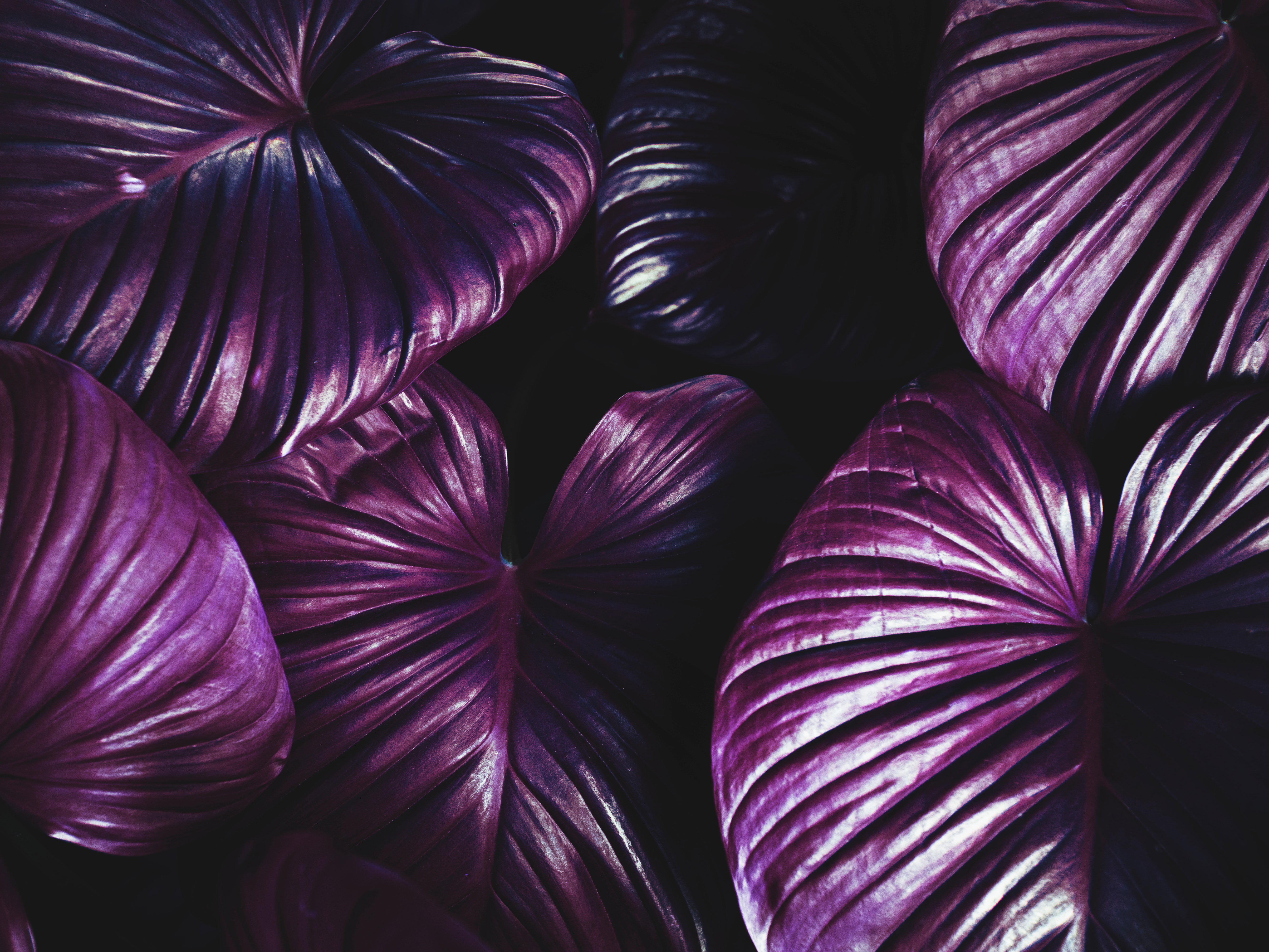 Purple Leaves, Botanical, Colors, Dark, Environmental, HQ Photo
