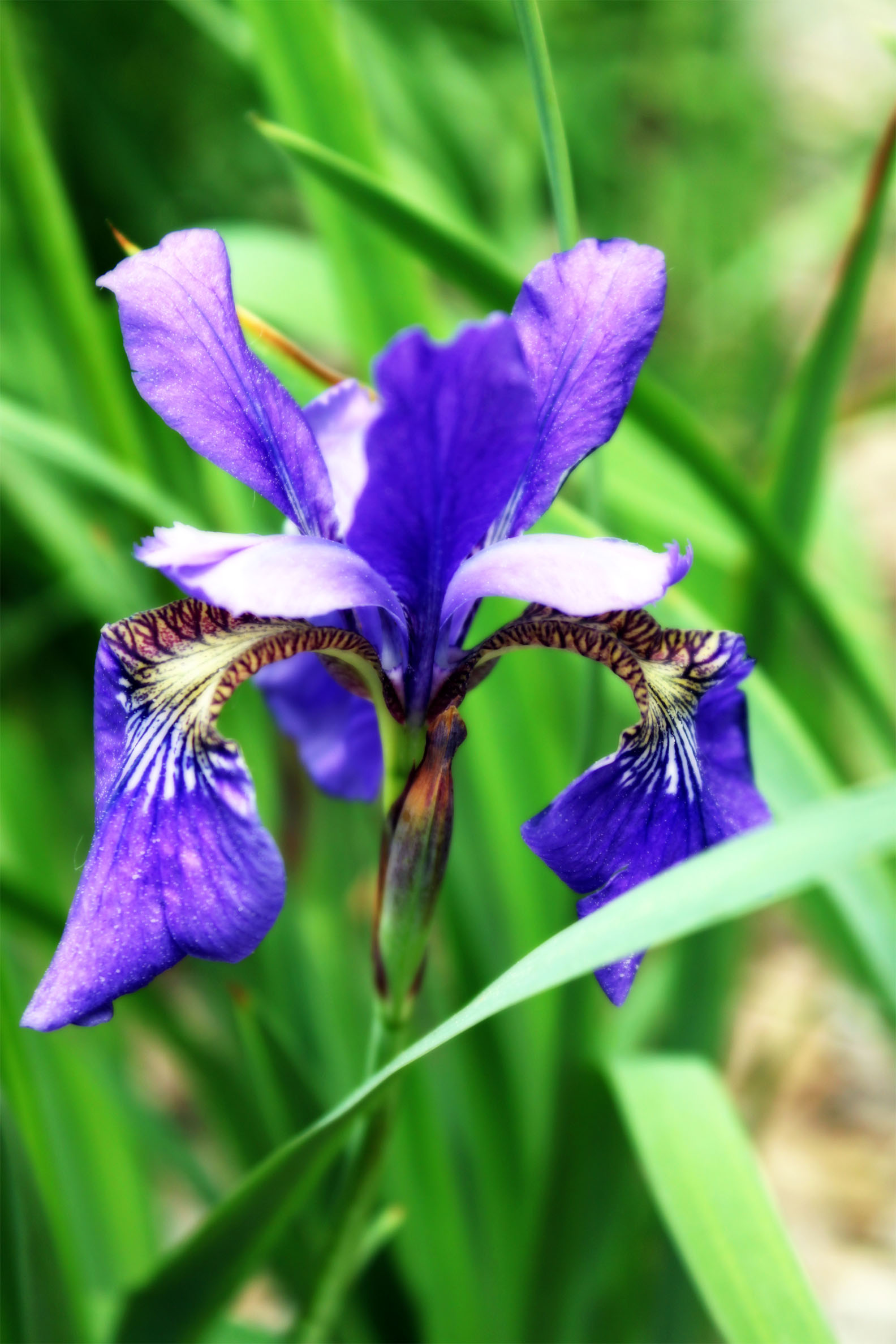 Purple lily photo