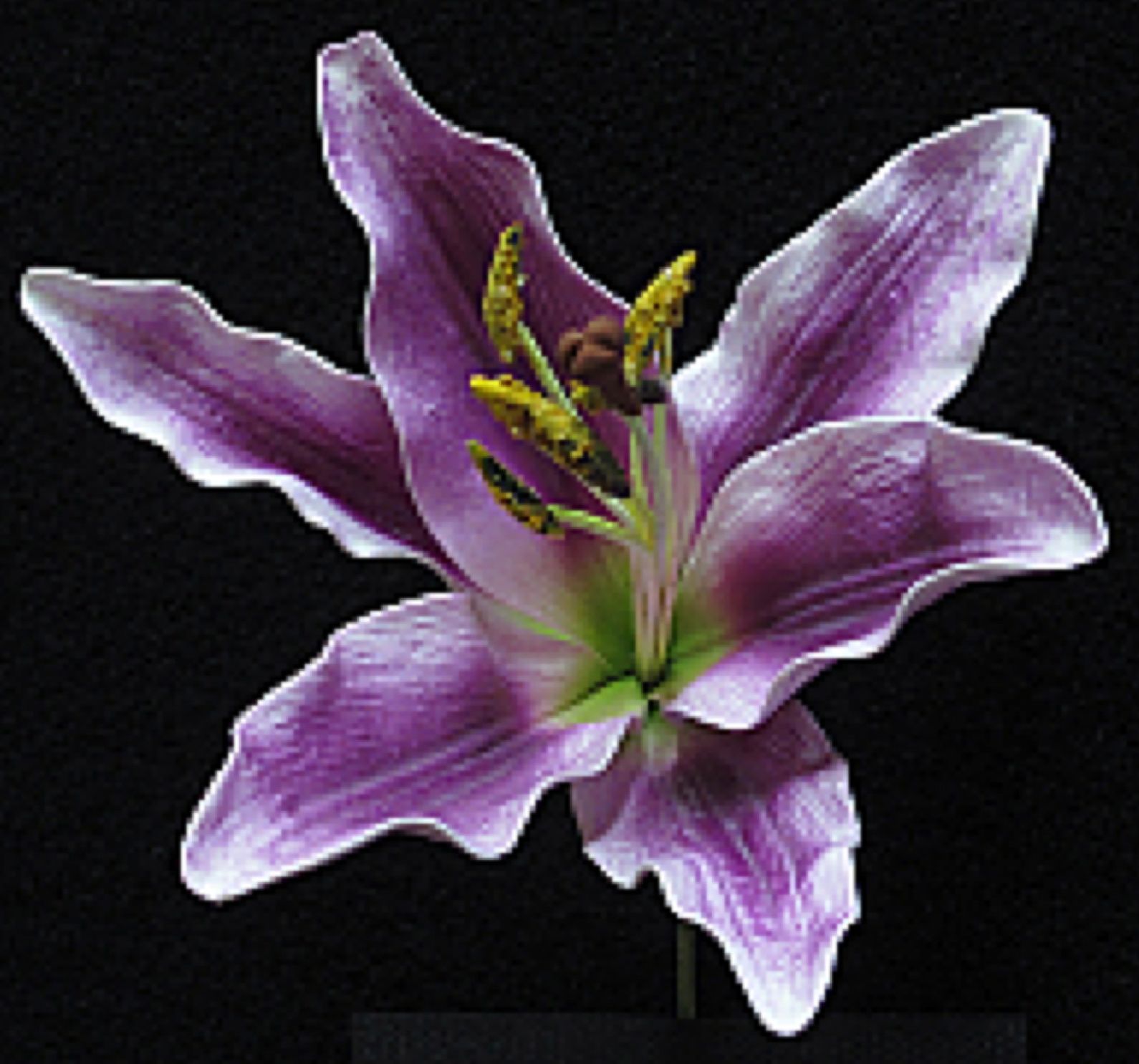 Purple Tiger Lily Flower | ... who love purple this brand new tiger ...