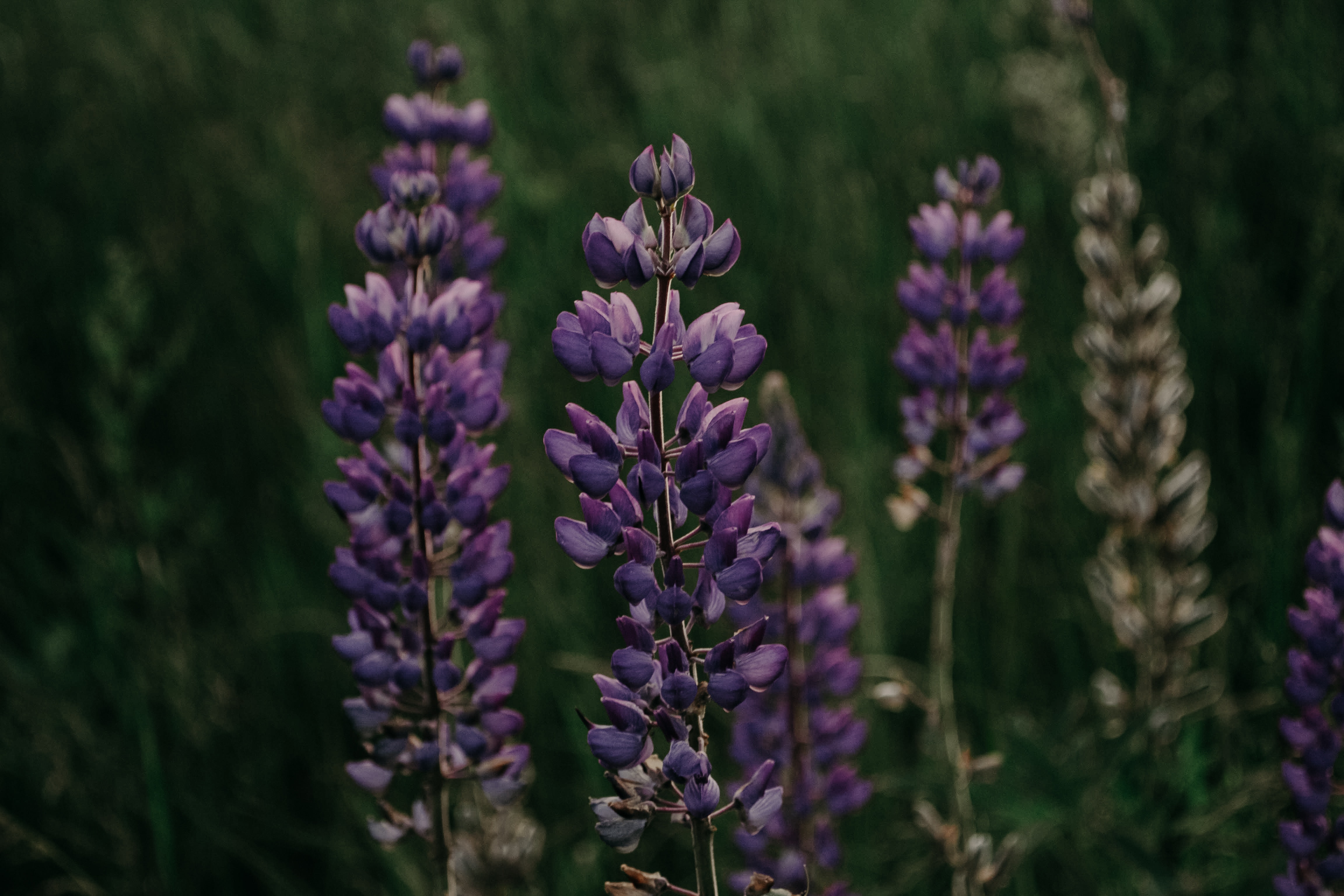 Purple lupine flower in closeup photography