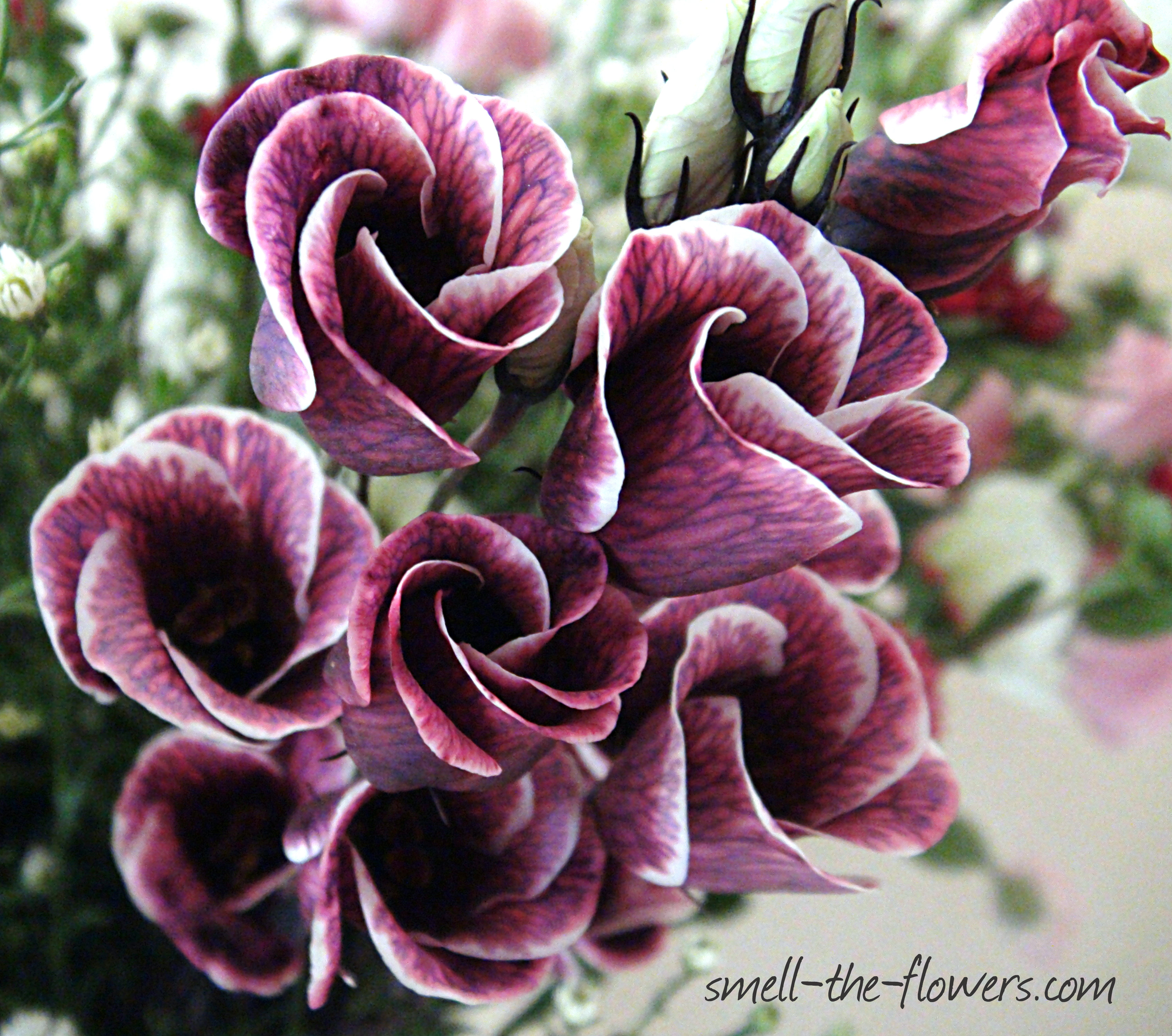 Gorgeous maroon/purple flowers. Striped lisianthus. | bellissimi ...
