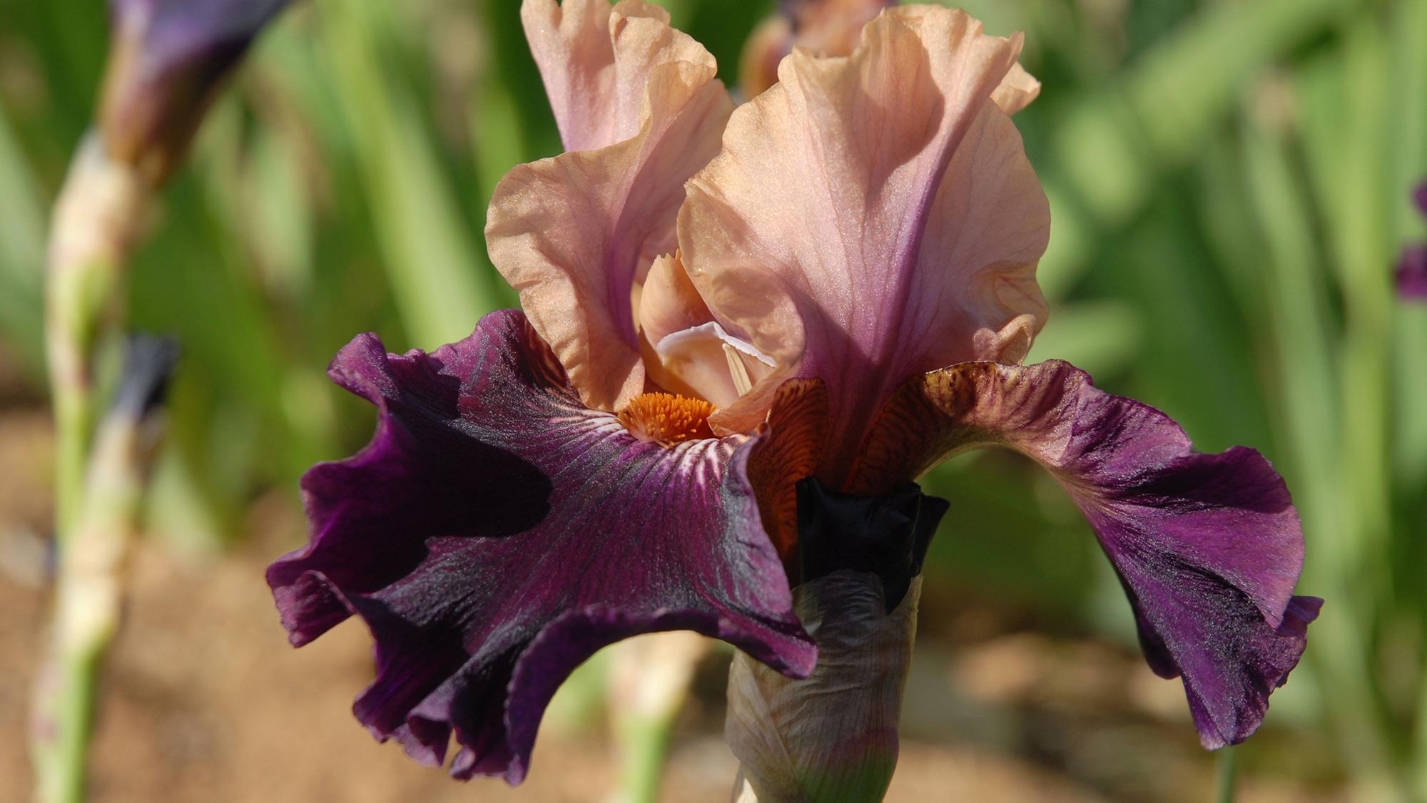 Homelife - Black flowers: Tulips, roses, lilies, irises, pansies and ...