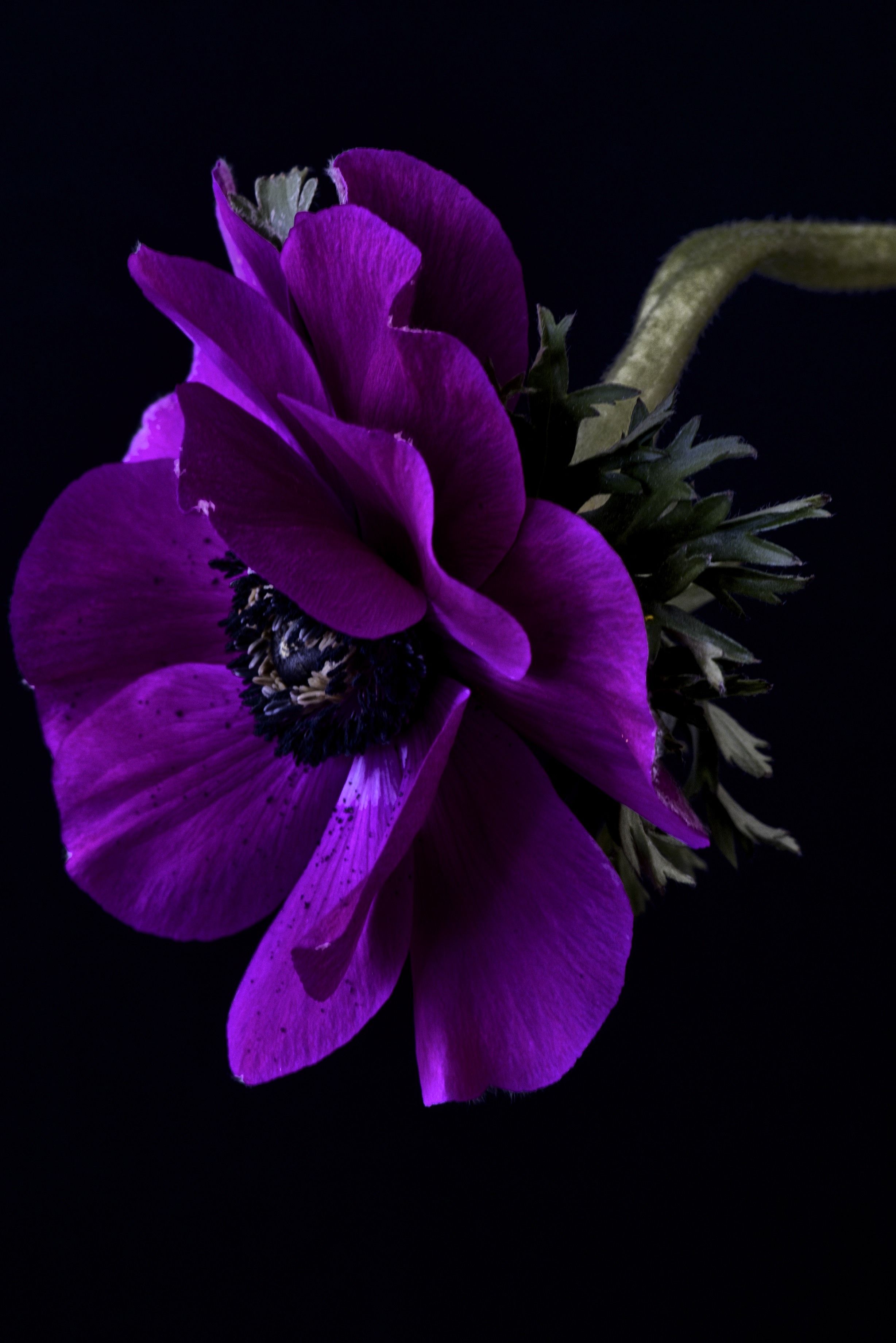 Purple Anemone | Shades of purple and maroon | Pinterest | Flowers ...