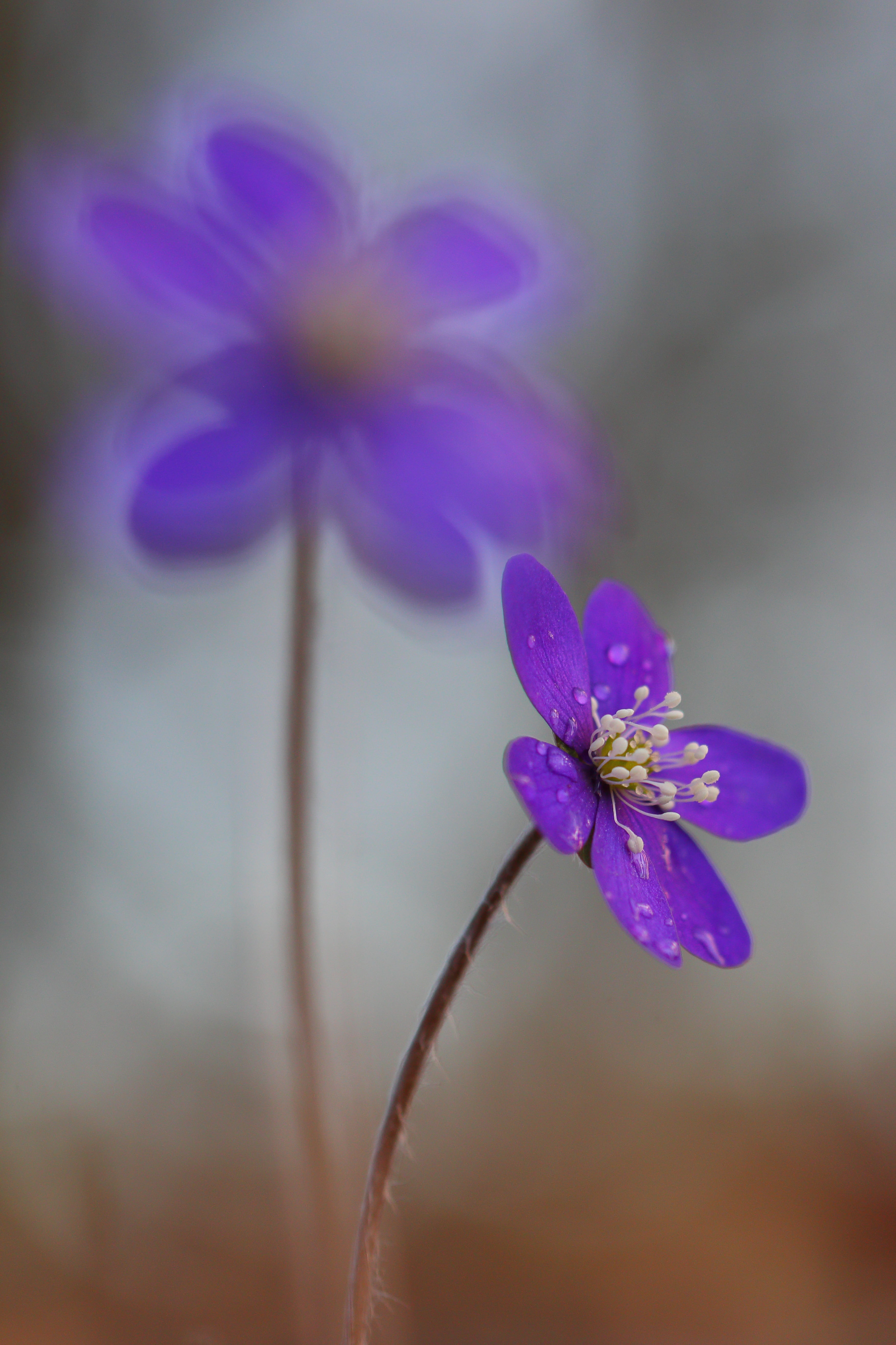 Purple flower micro photography, hepatica HD wallpaper | Wallpaper Flare