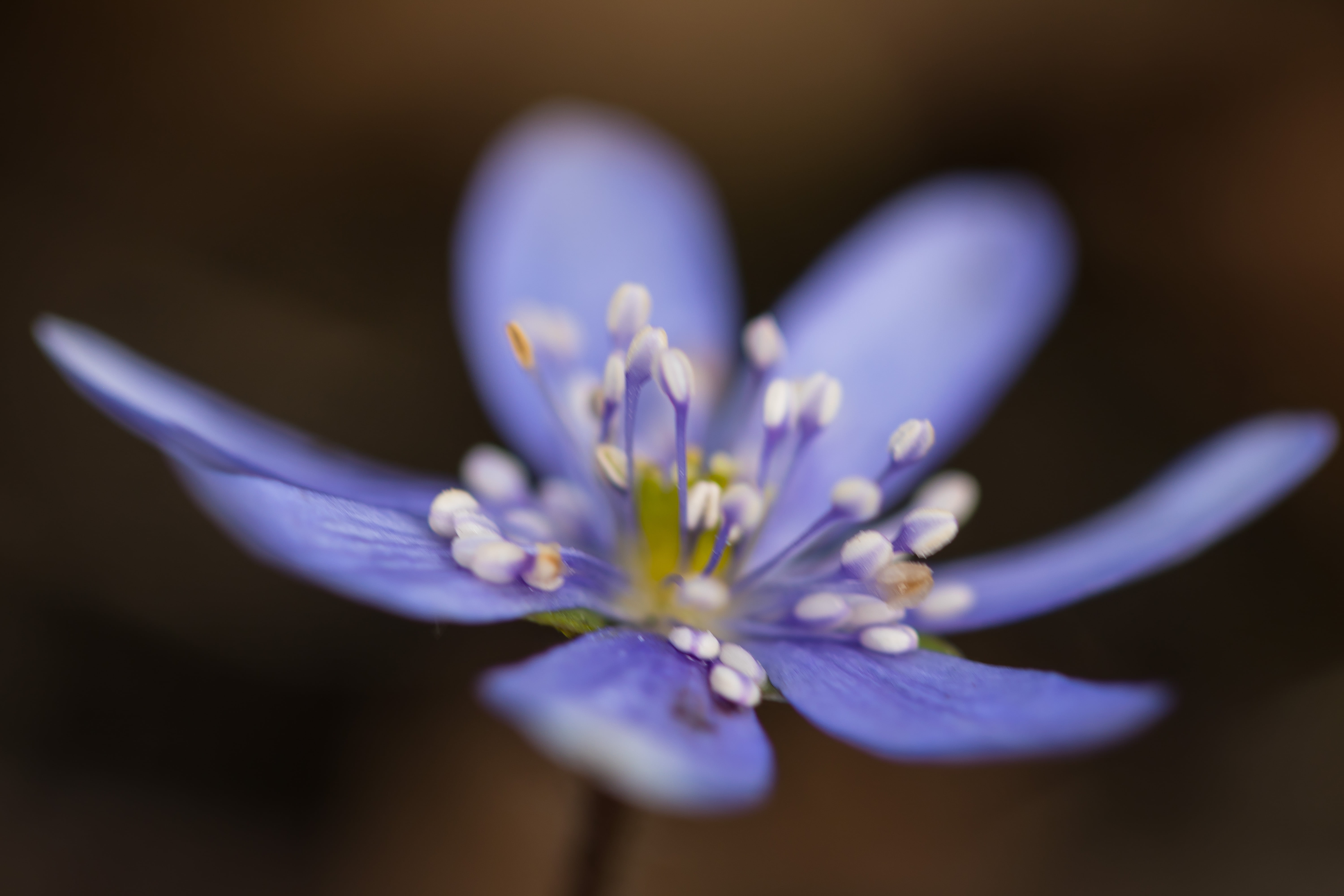 Micro shot photography of lavender and white flower, hepatica HD ...