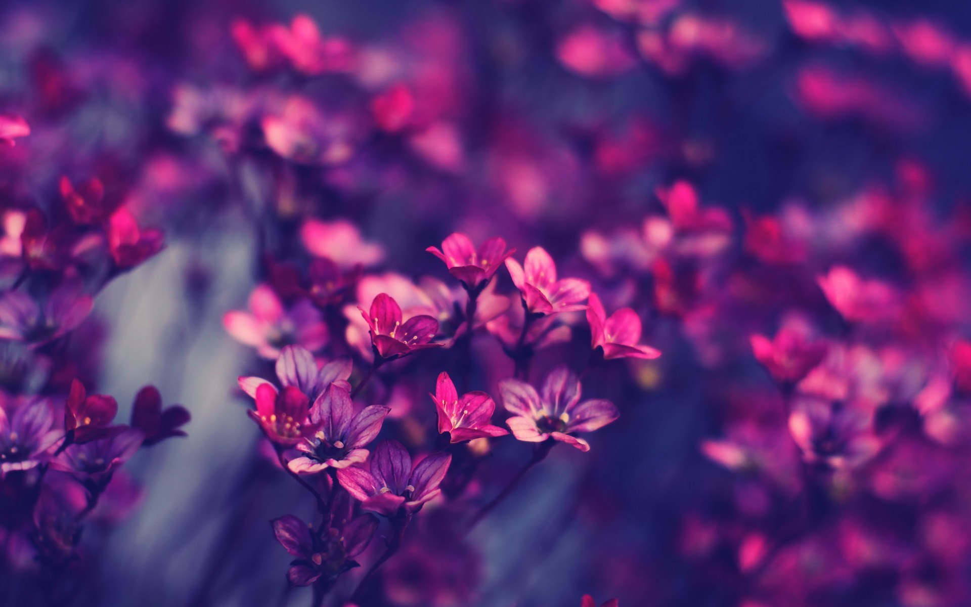 flowers-motion-blur-spring-purple-photography-hd-wallpaper - Lacock ...