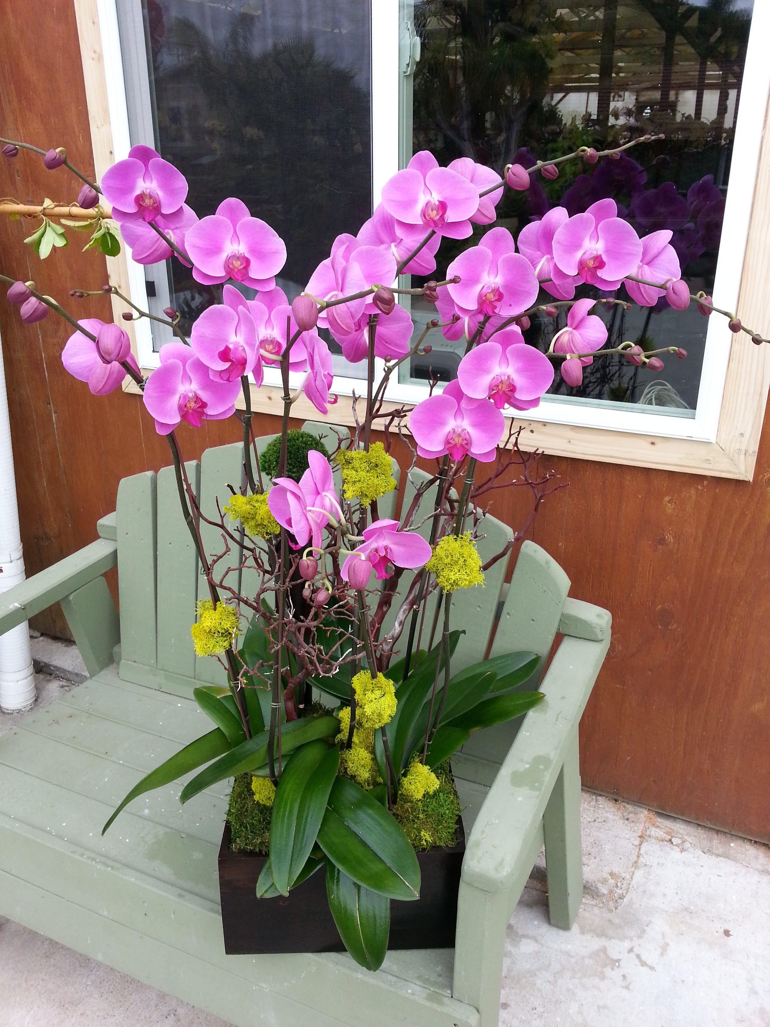 Phalaenopsis/Purple Orchid in Encinitas, CA | Divine Orchids