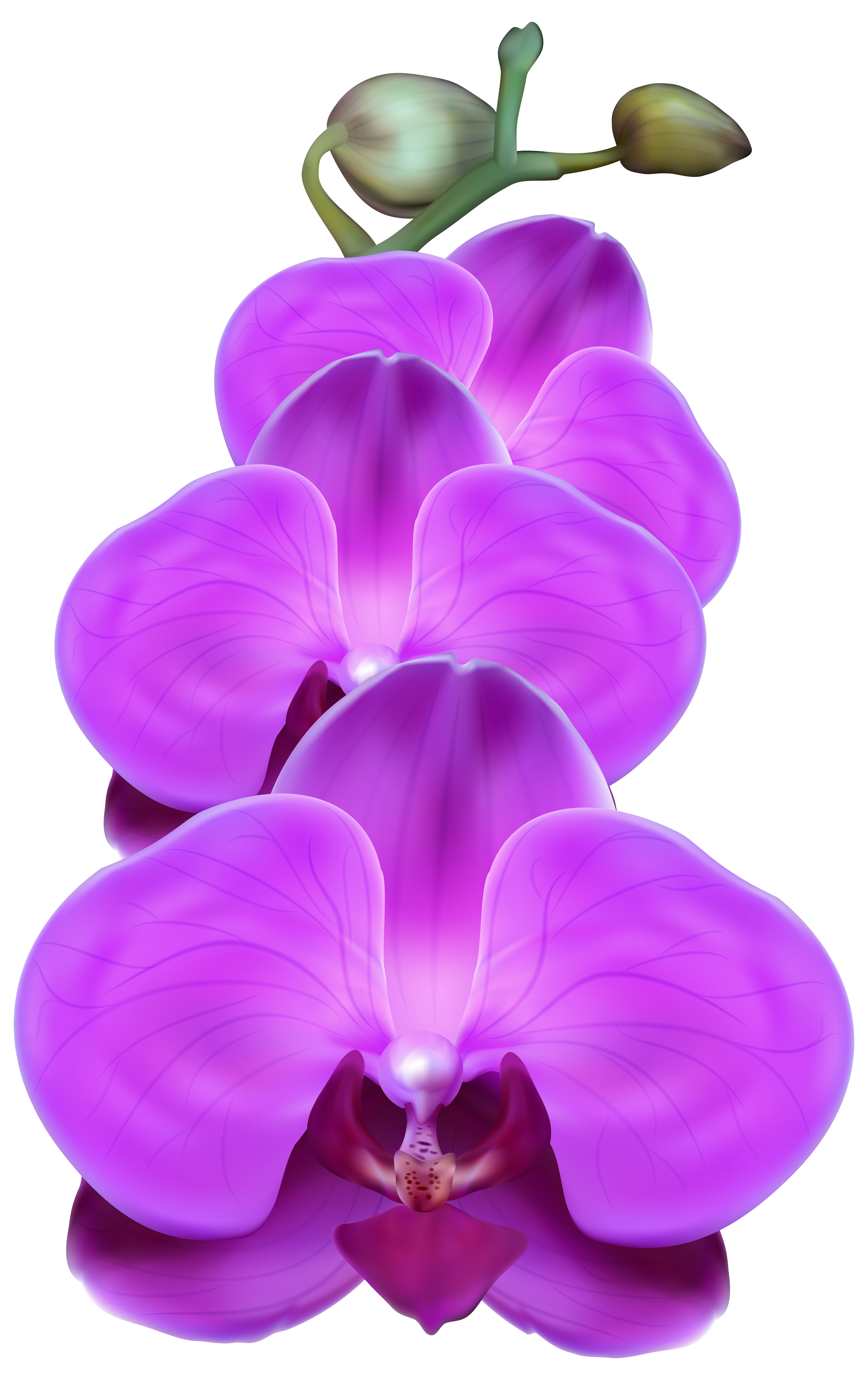 Purple Orchid PNG Transparent Clip Art Image | Gallery Yopriceville ...