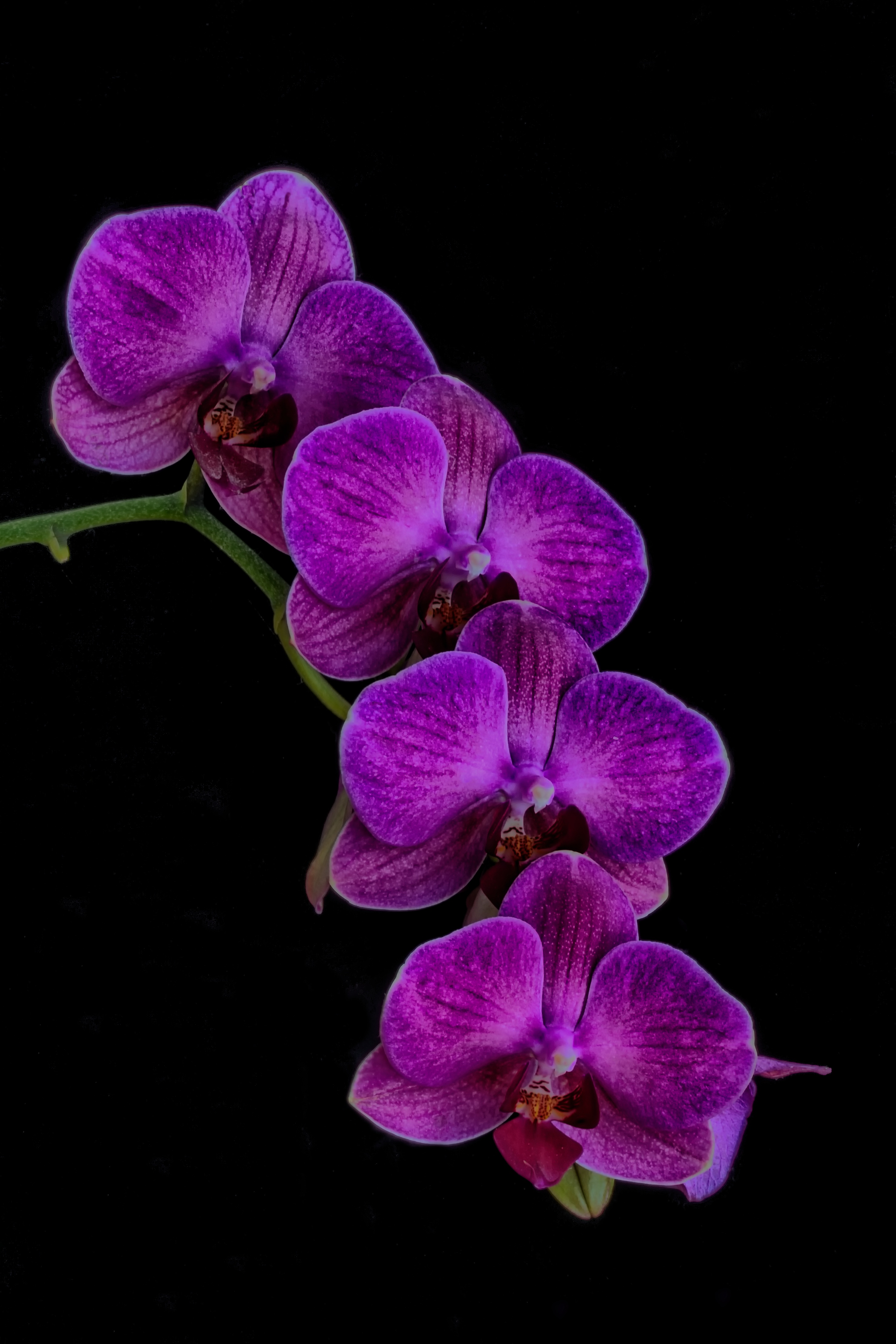 Purple Orchid | HDR creme