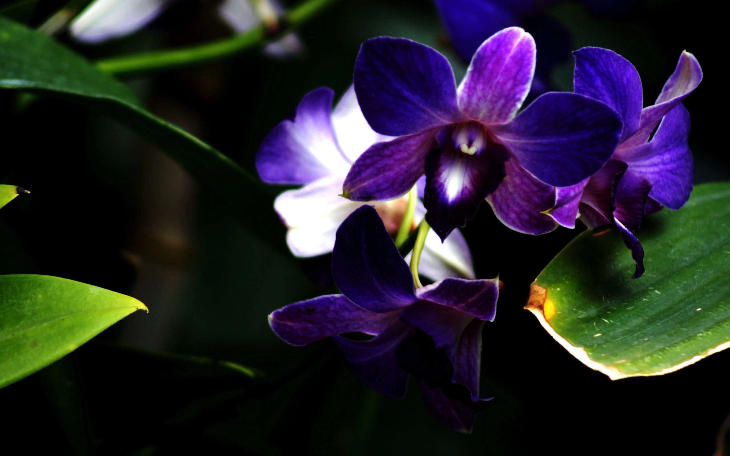 Blue And Purple Orchids HD Wallpaper, Background Images