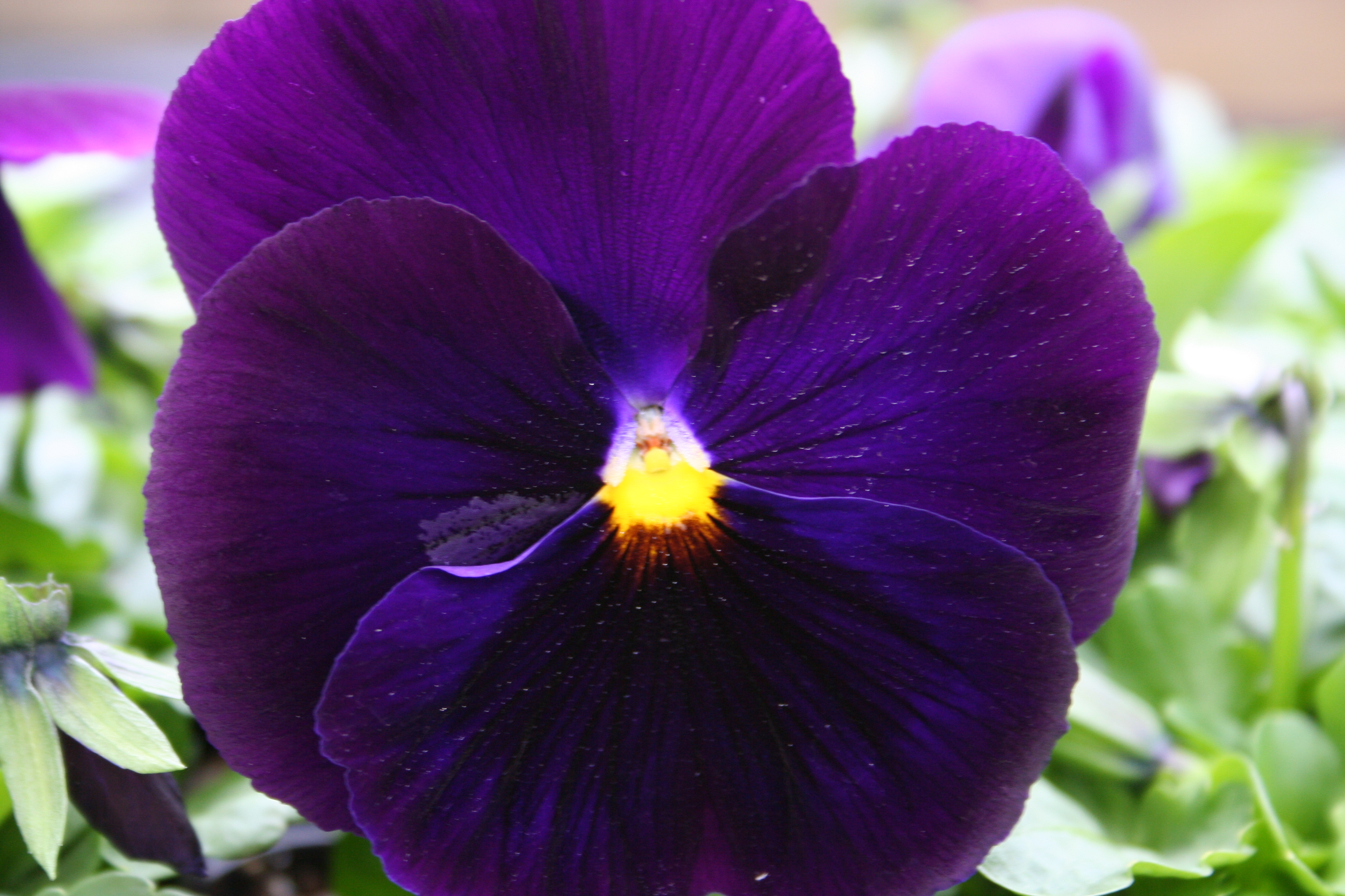 Purple pansy photo