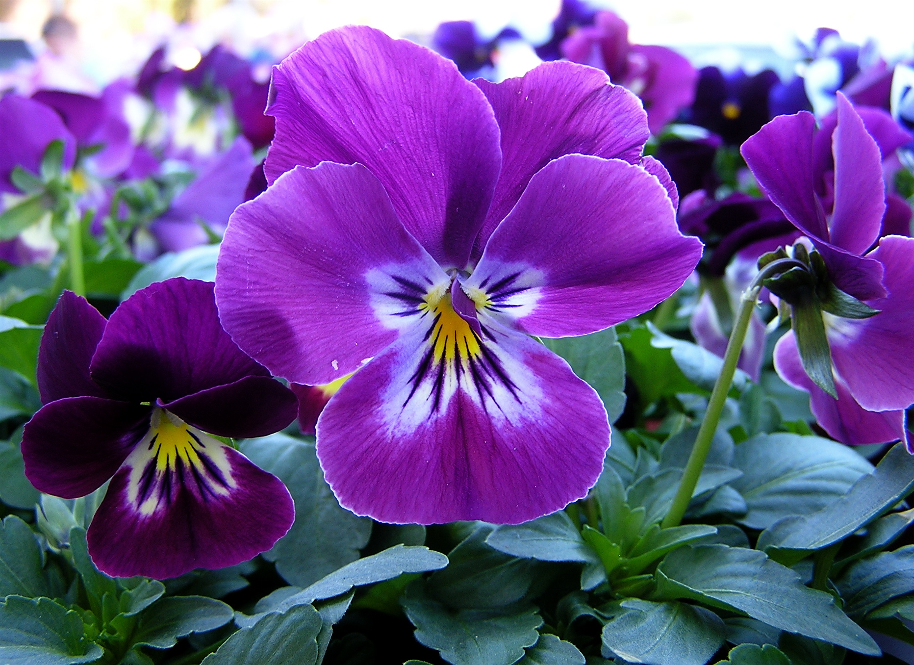 File:Purple pansy.jpg - Wikimedia Commons