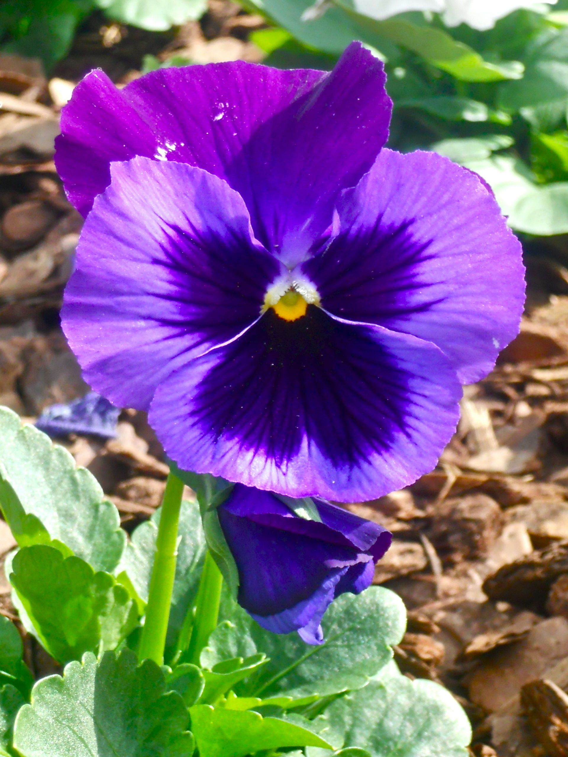 beautiful pansies | Gardening Beautiful Purple Pansy | My favorite ...