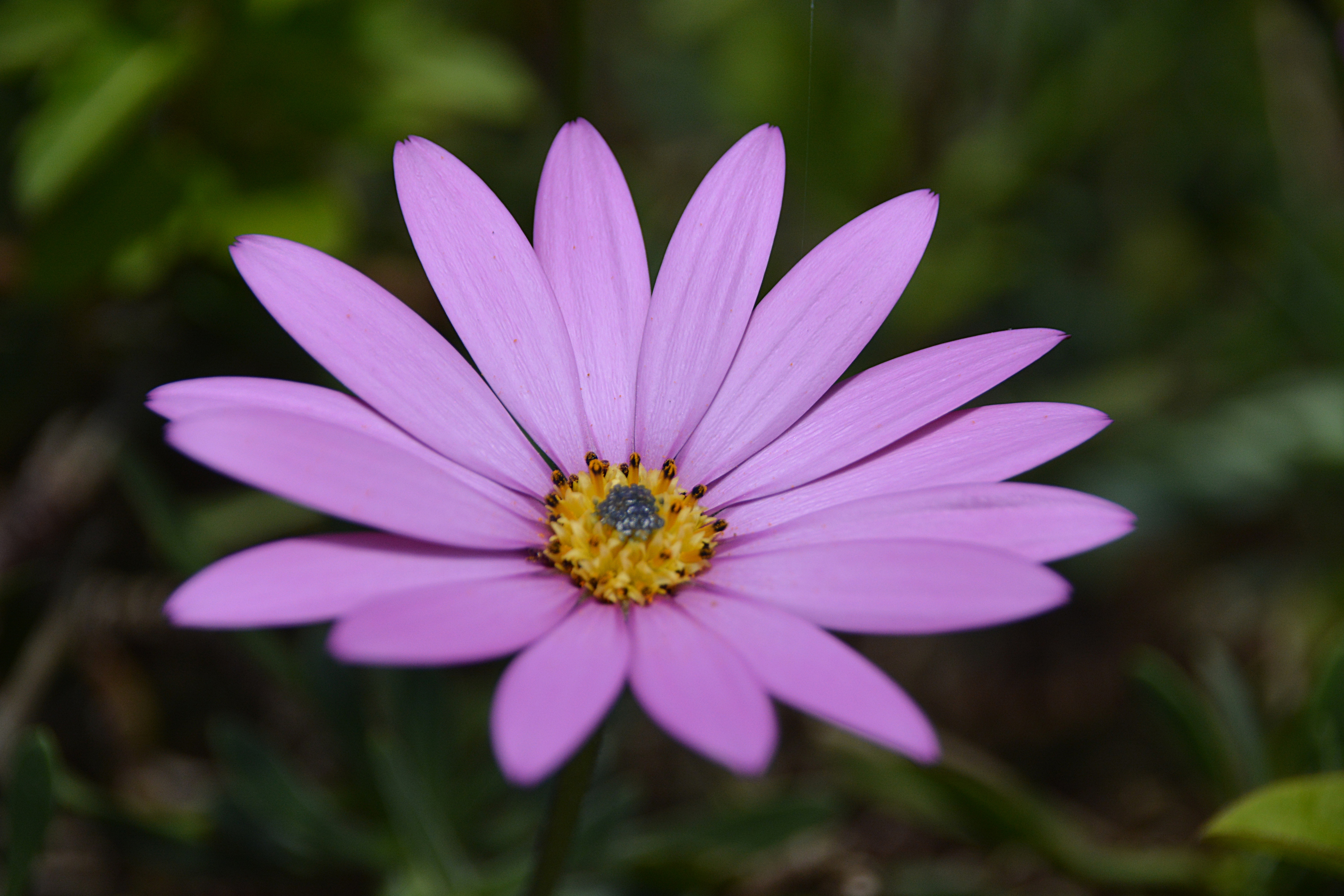 Purple Petal Flower, Beautiful, Fleur, Summer, Pollen, HQ Photo