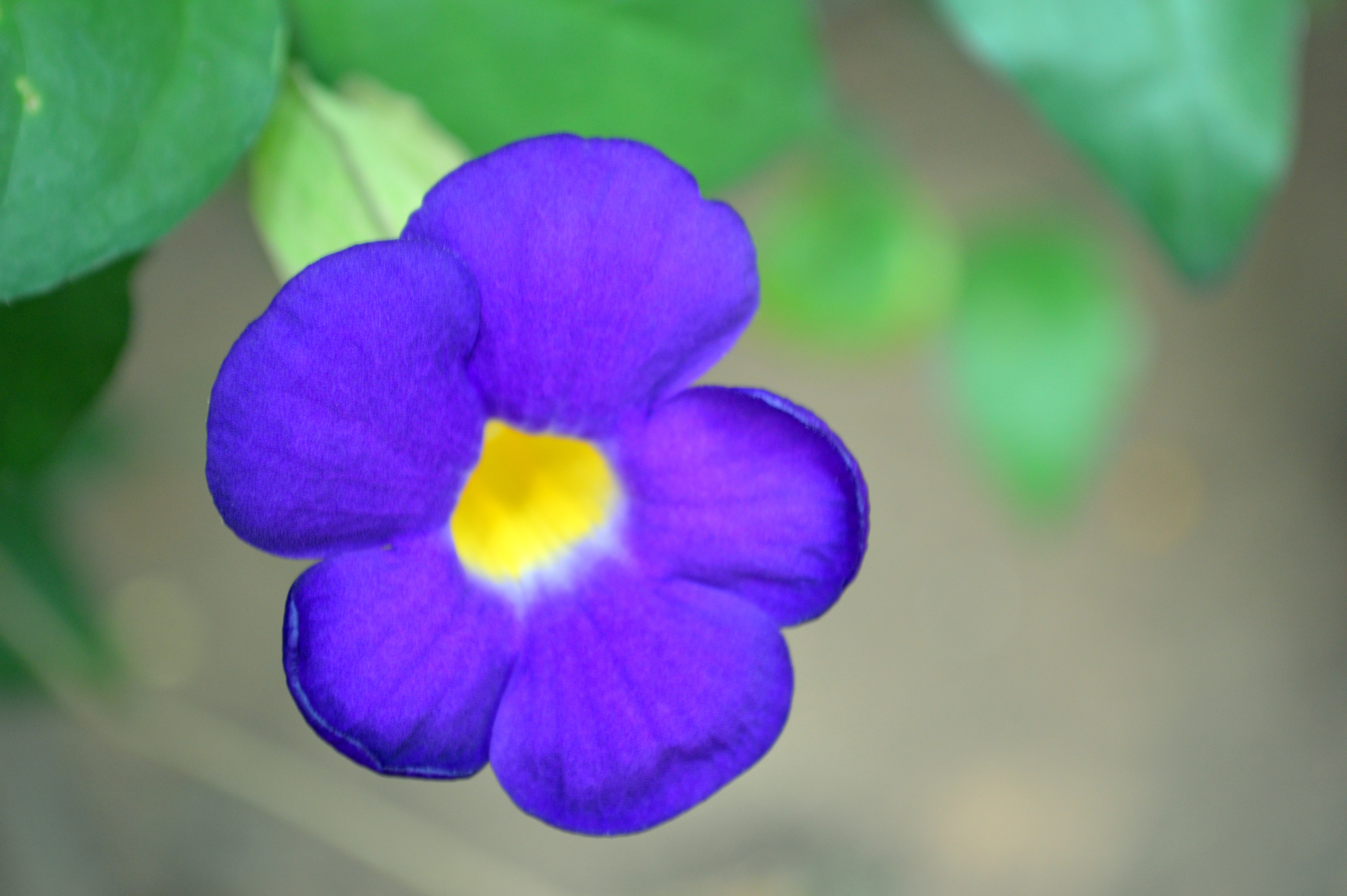 File:Purple flower with 5 petals.JPG - Wikimedia Commons