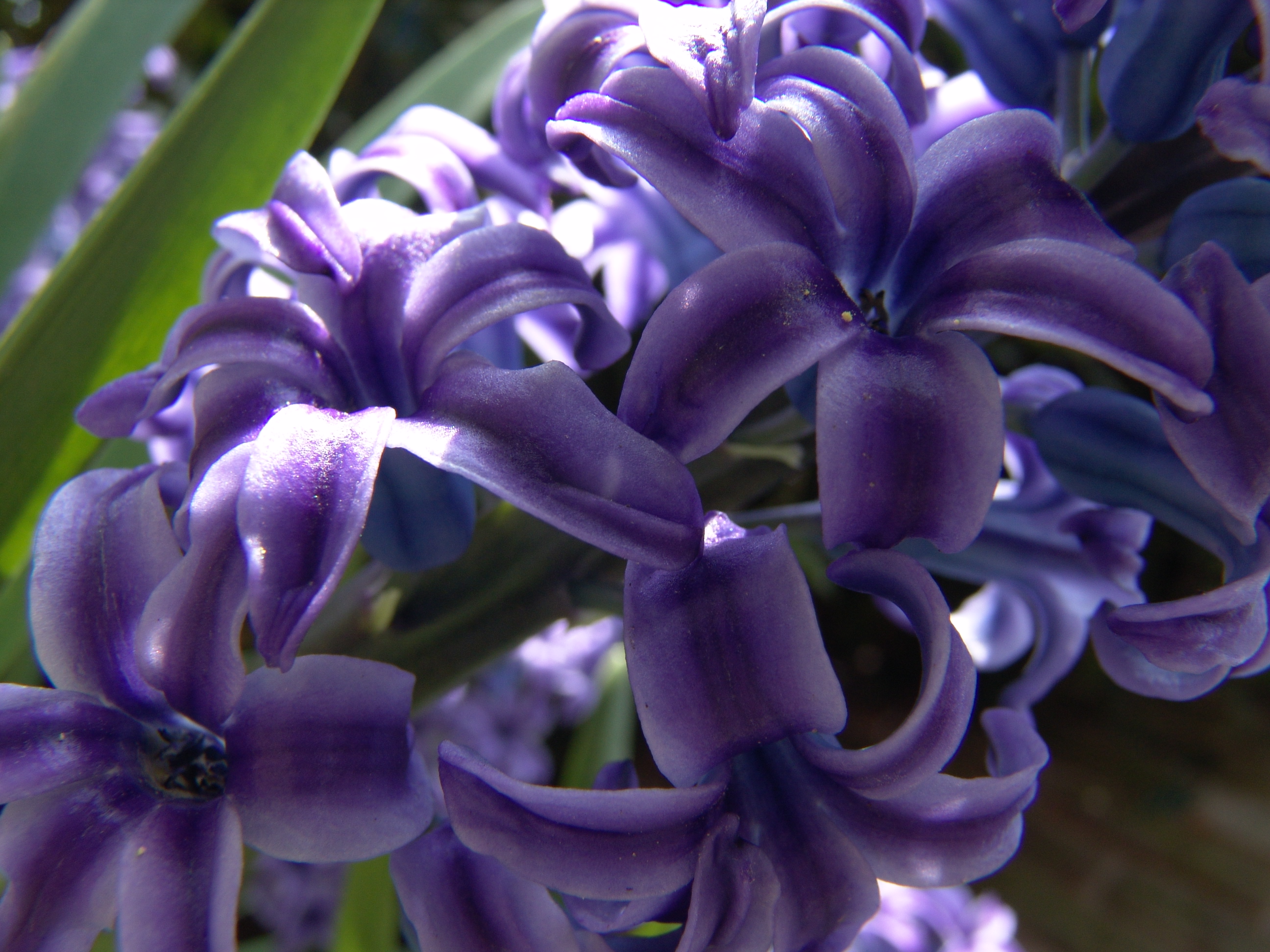 SmlPx: Flowers: hyacinth