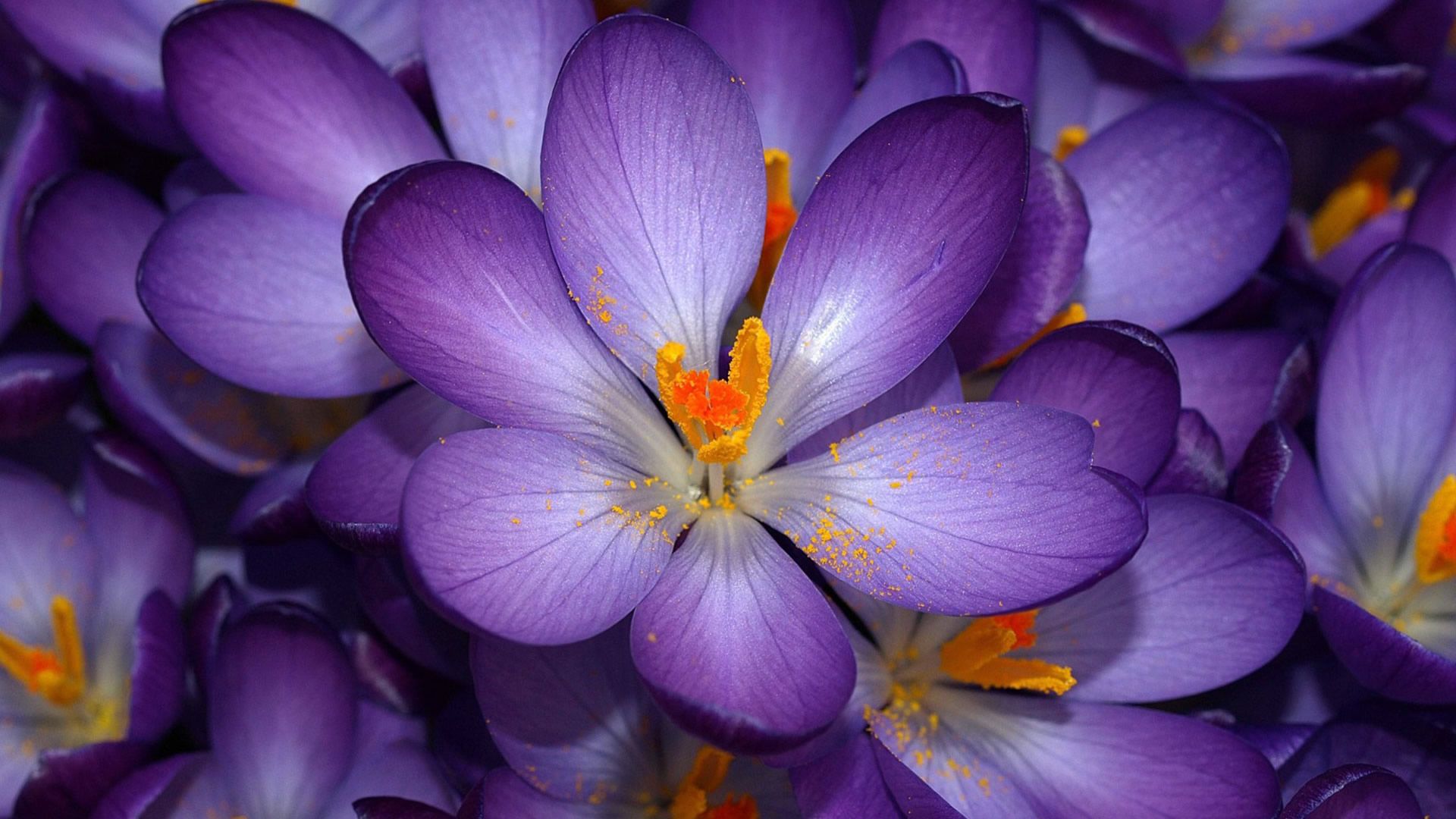 Purple Flower Wallpaper Tumblr 17818 1920x1080 px ~ HDWallSource ...