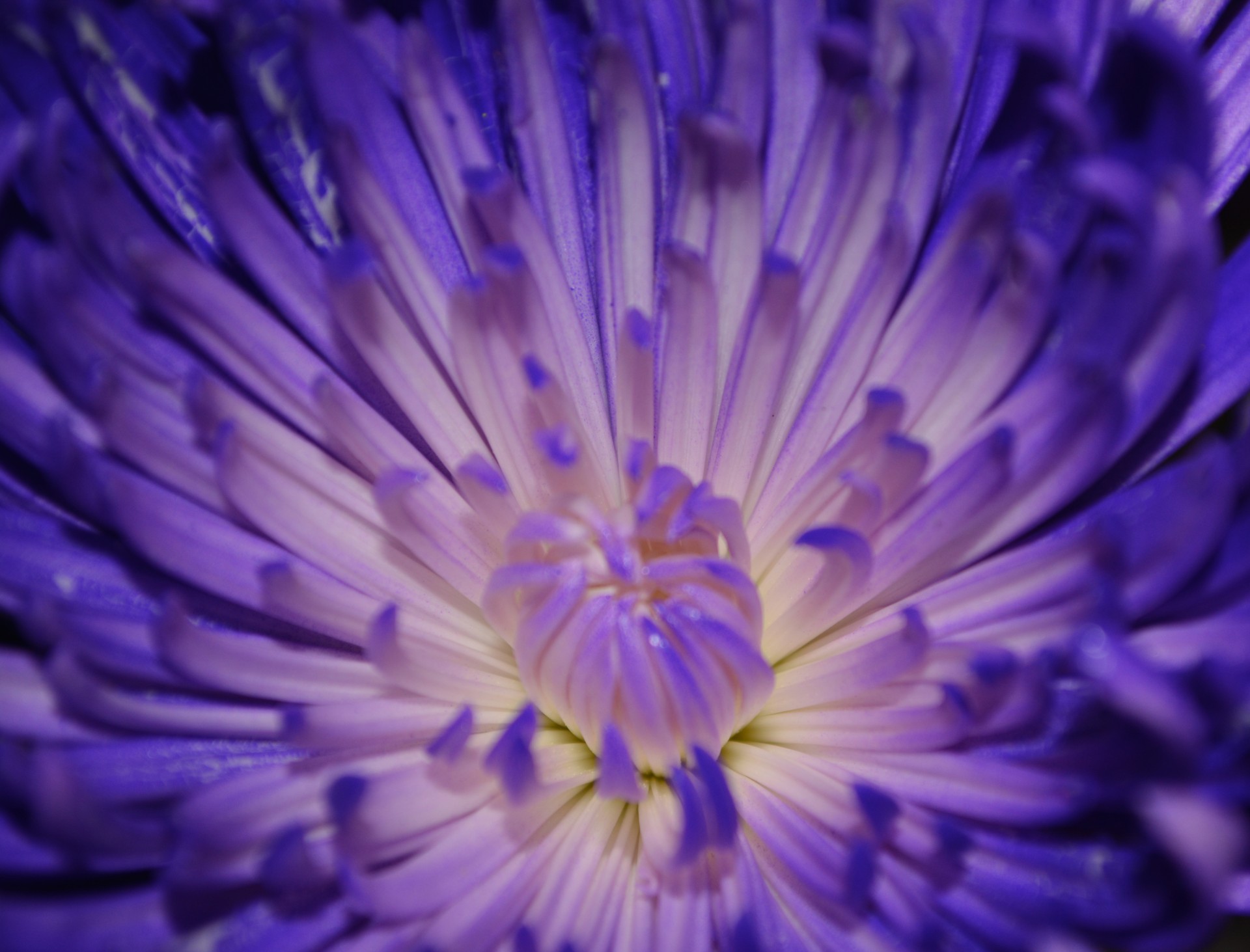 Purple Flowers Petal Macro Vine Free Stock Photo - Public Domain ...