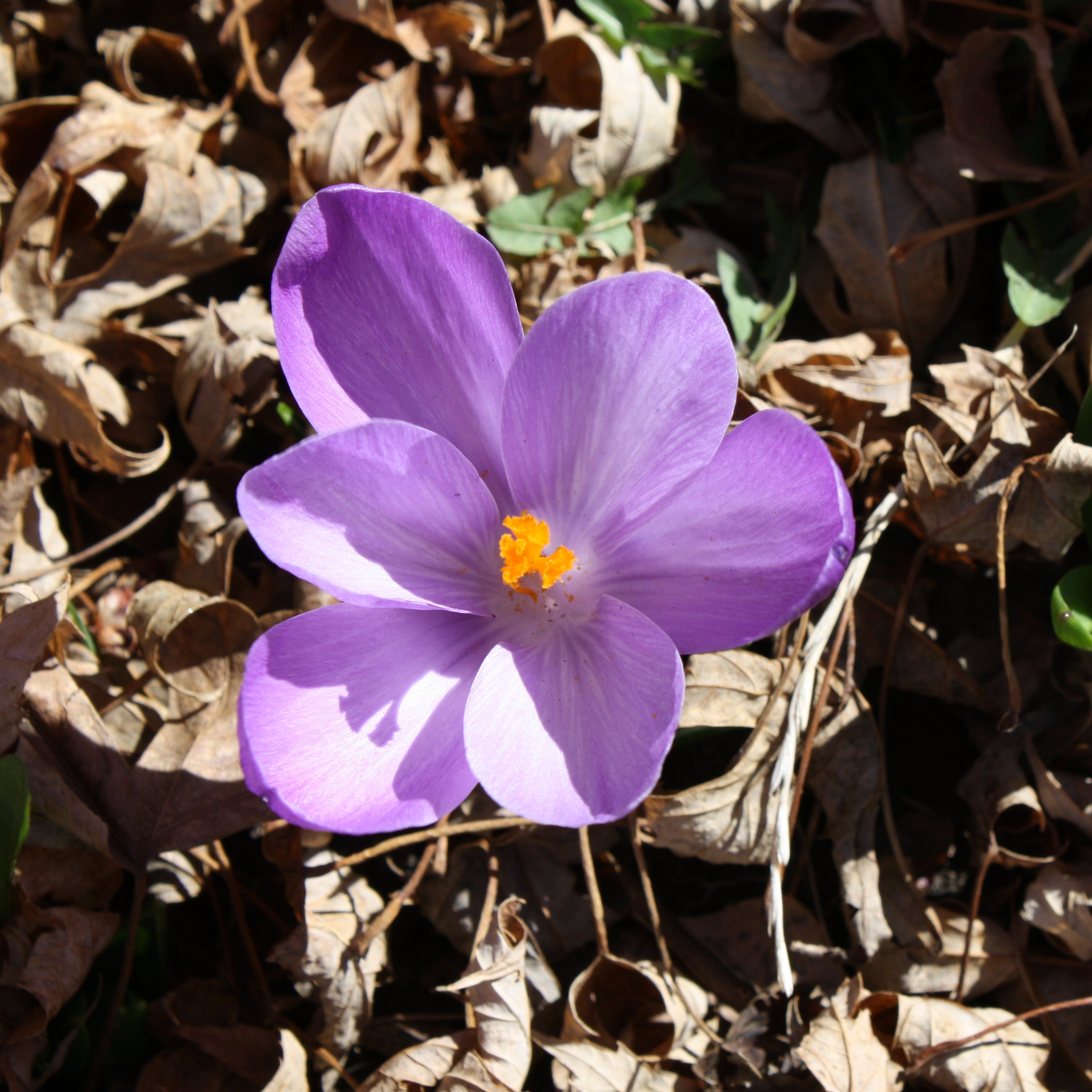 Purple Crocus Flower Picture | Free Photograph | Photos Public Domain