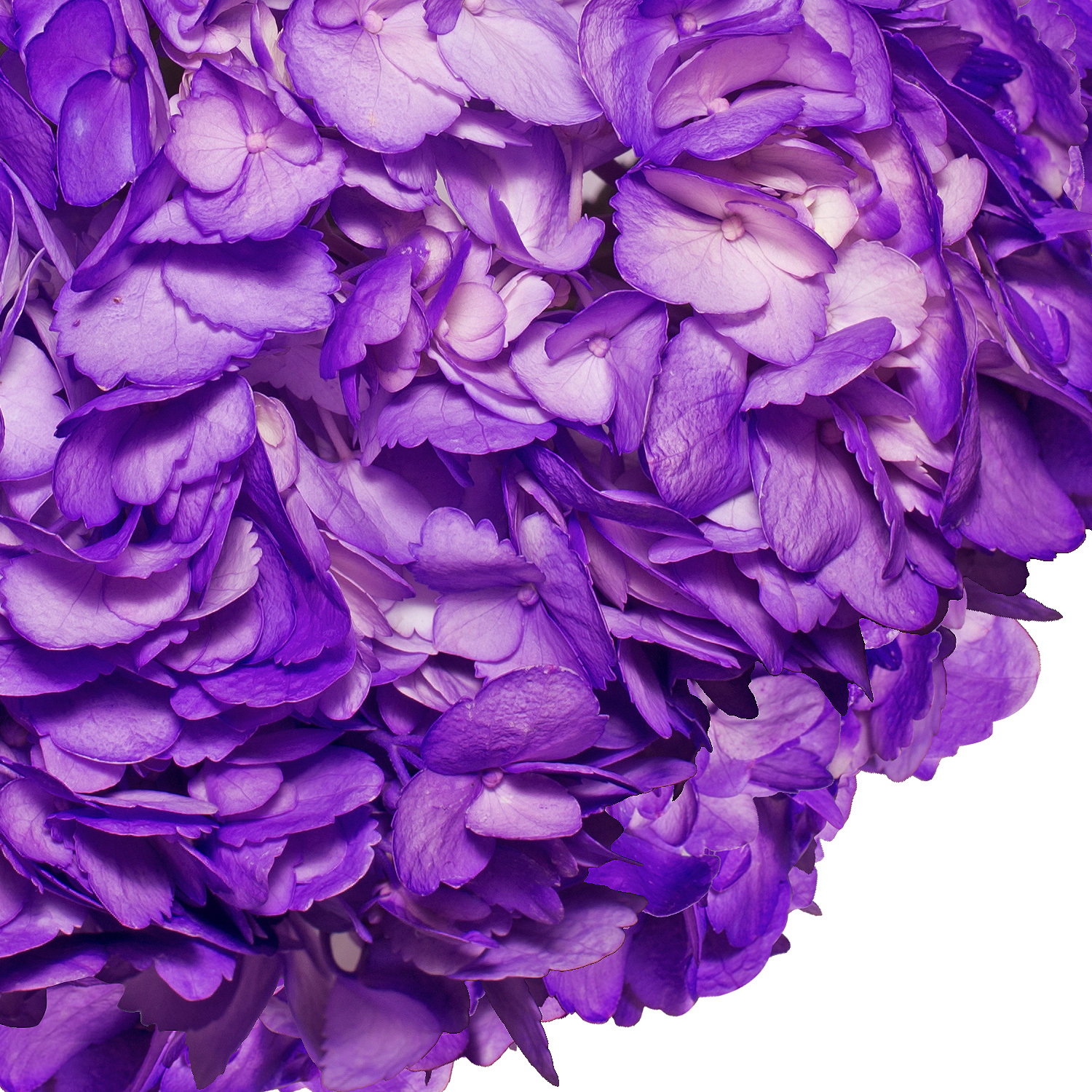 Natural Fresh Flowers - Airbrushed Dark Purple Hydrangeas, 15 Stems ...