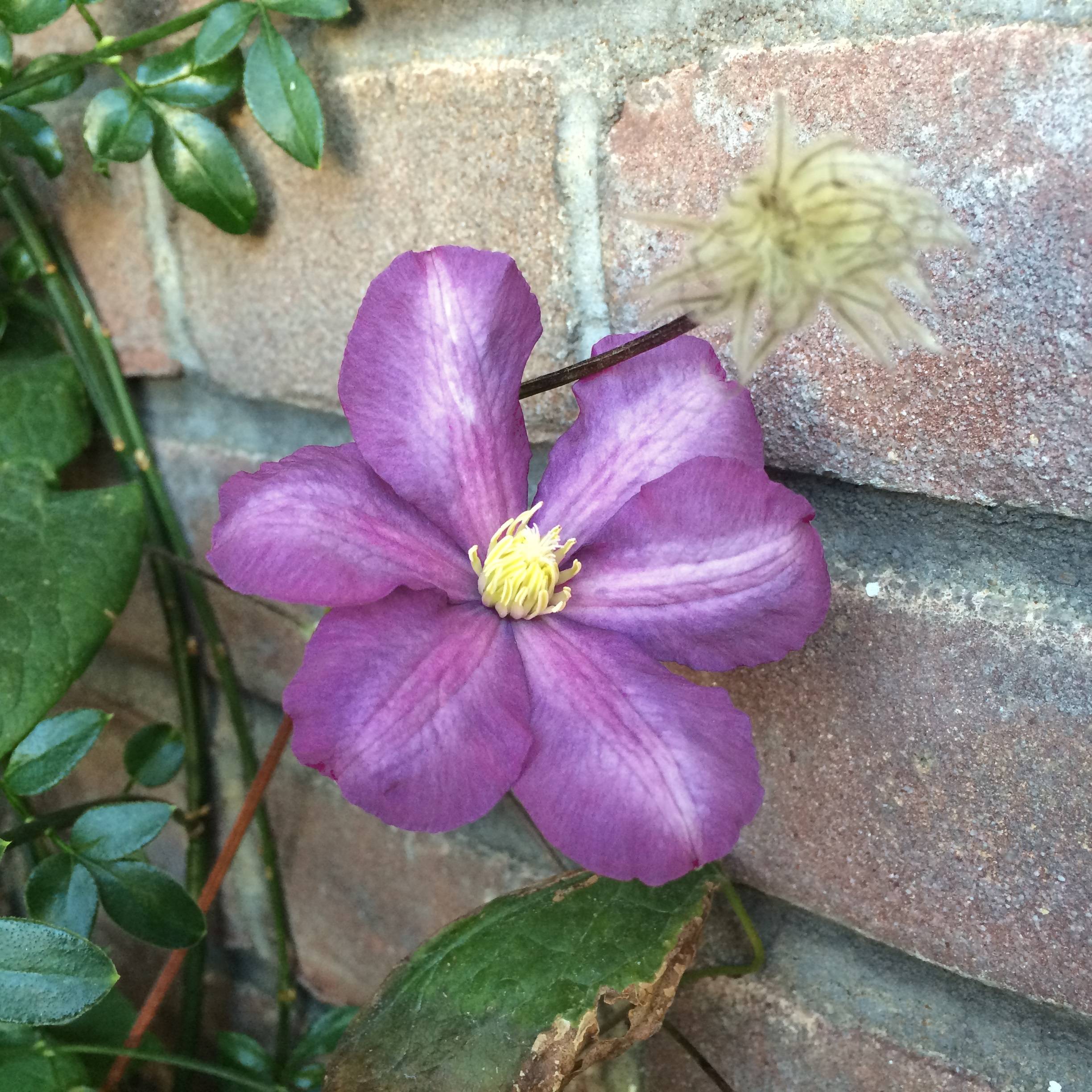 identification - What variety of clematis is this? - Gardening ...