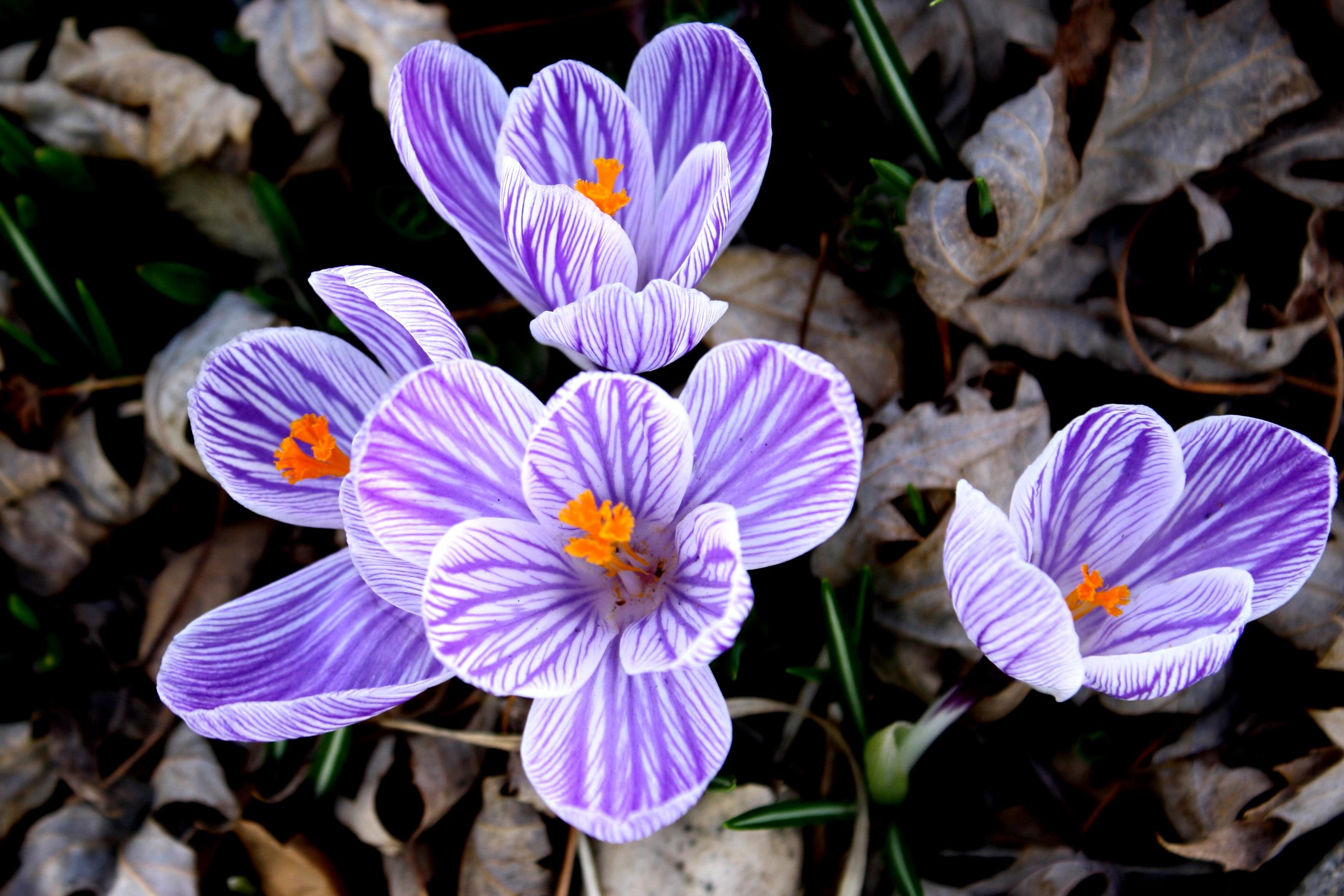 Free picture: crocus flower, purple, white, striped petals, pistil ...