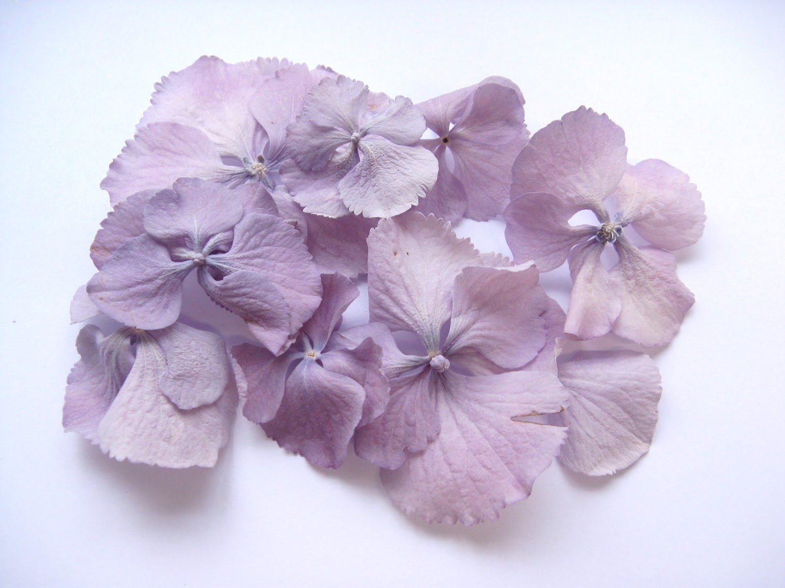 Purple petal flower photo