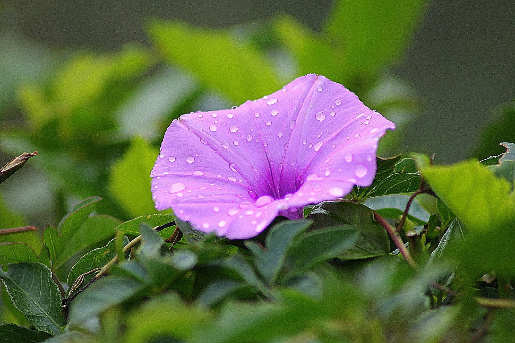 Purple petal flower surrounded by green plants during daytime photo