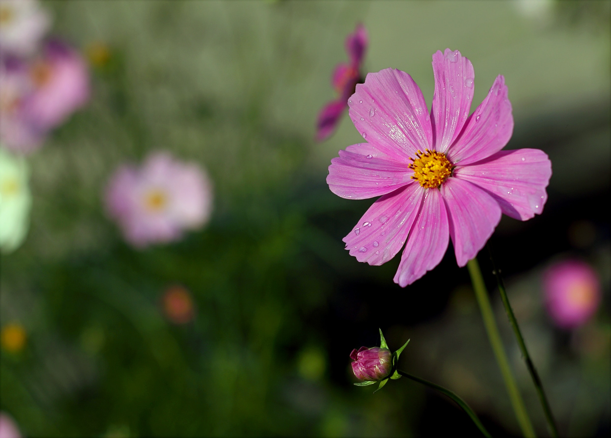 Purple Petaled Flower, Bloom, Blooming, Blossom, Cosmos, HQ Photo