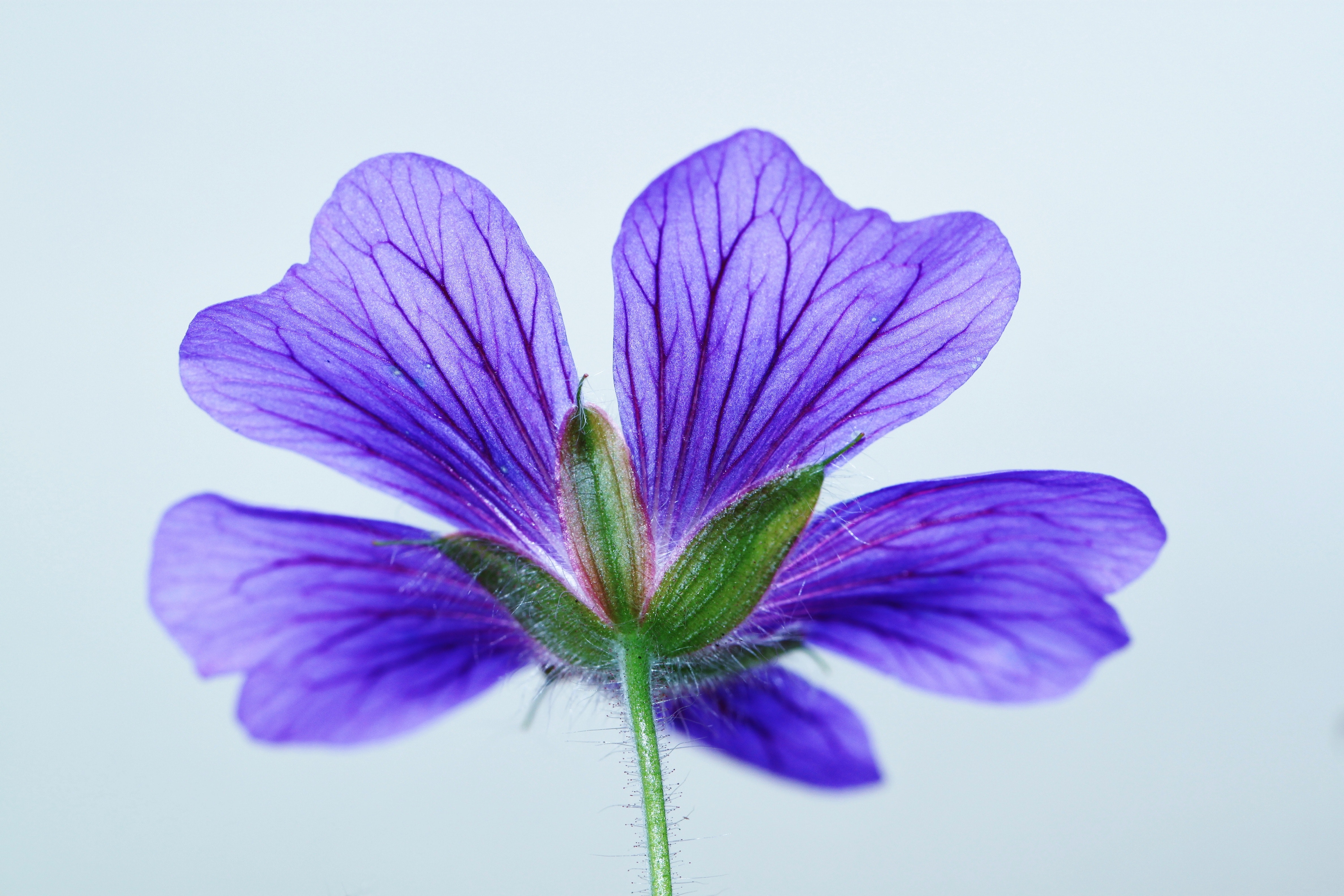 Green and 5 Petaled Purple Flower · Free Stock Photo