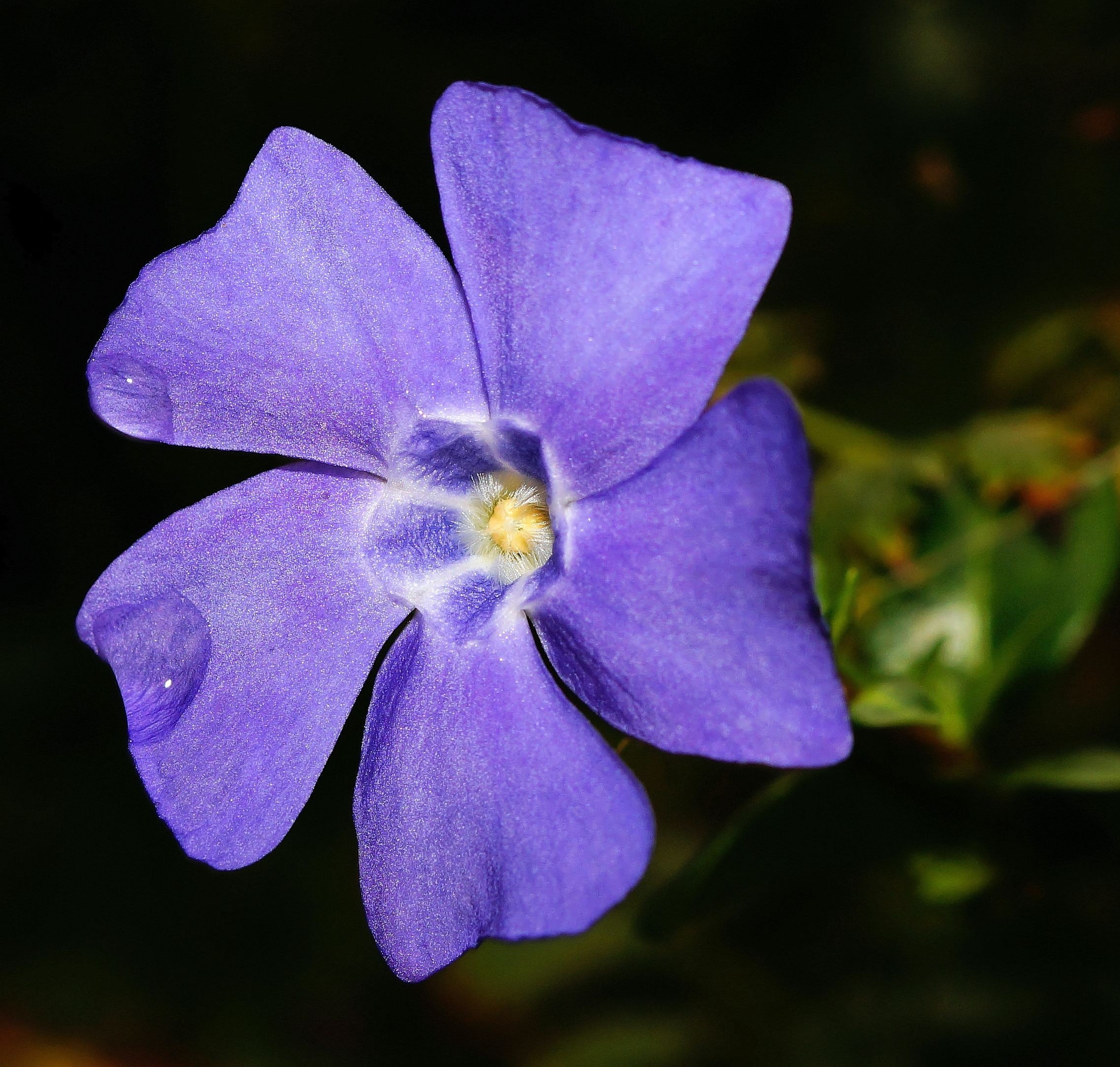 Purple 5 Petaled Flower · Free Stock Photo