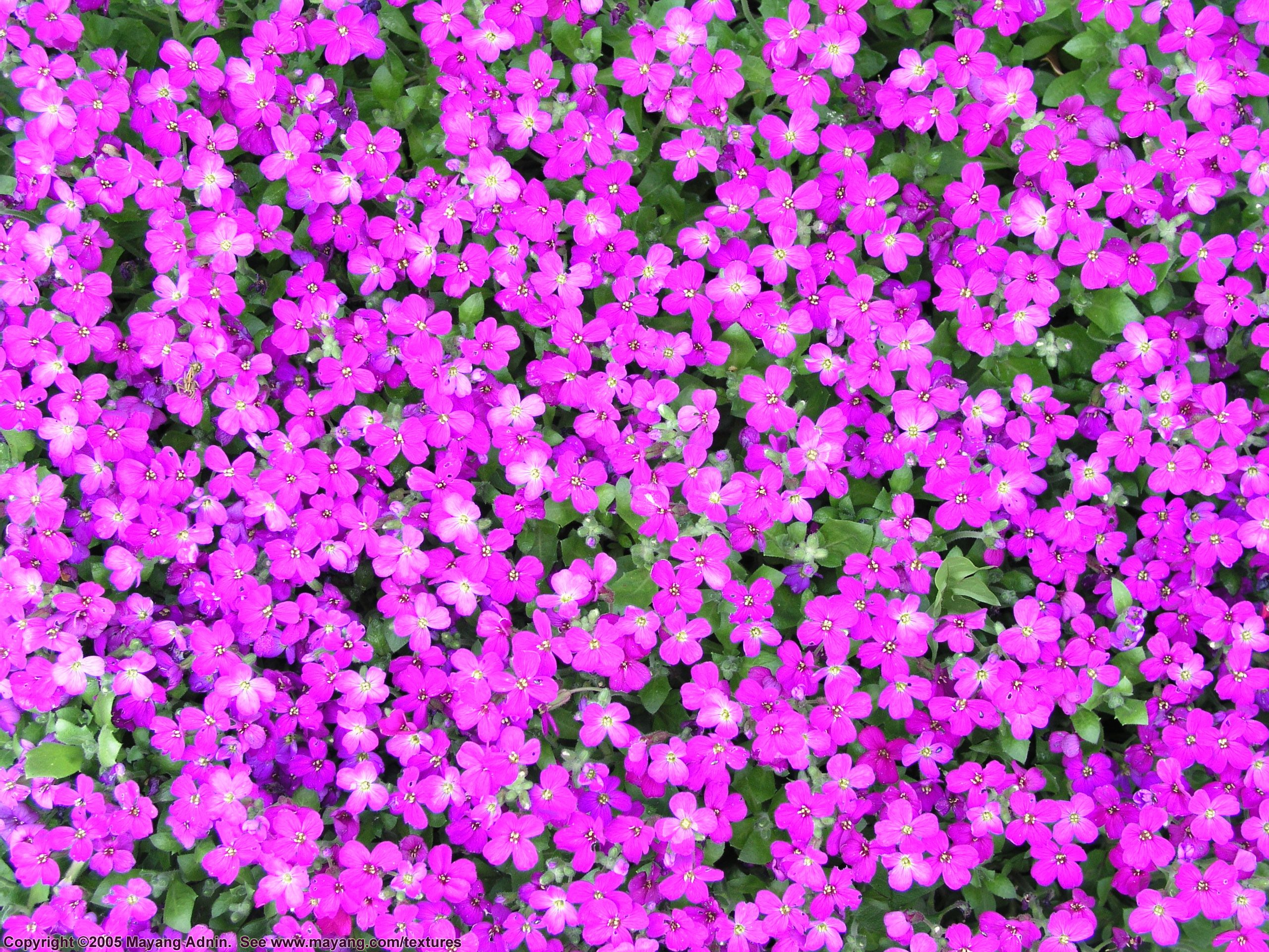high quality picture of flower desktop for pc | glass | Pinterest ...