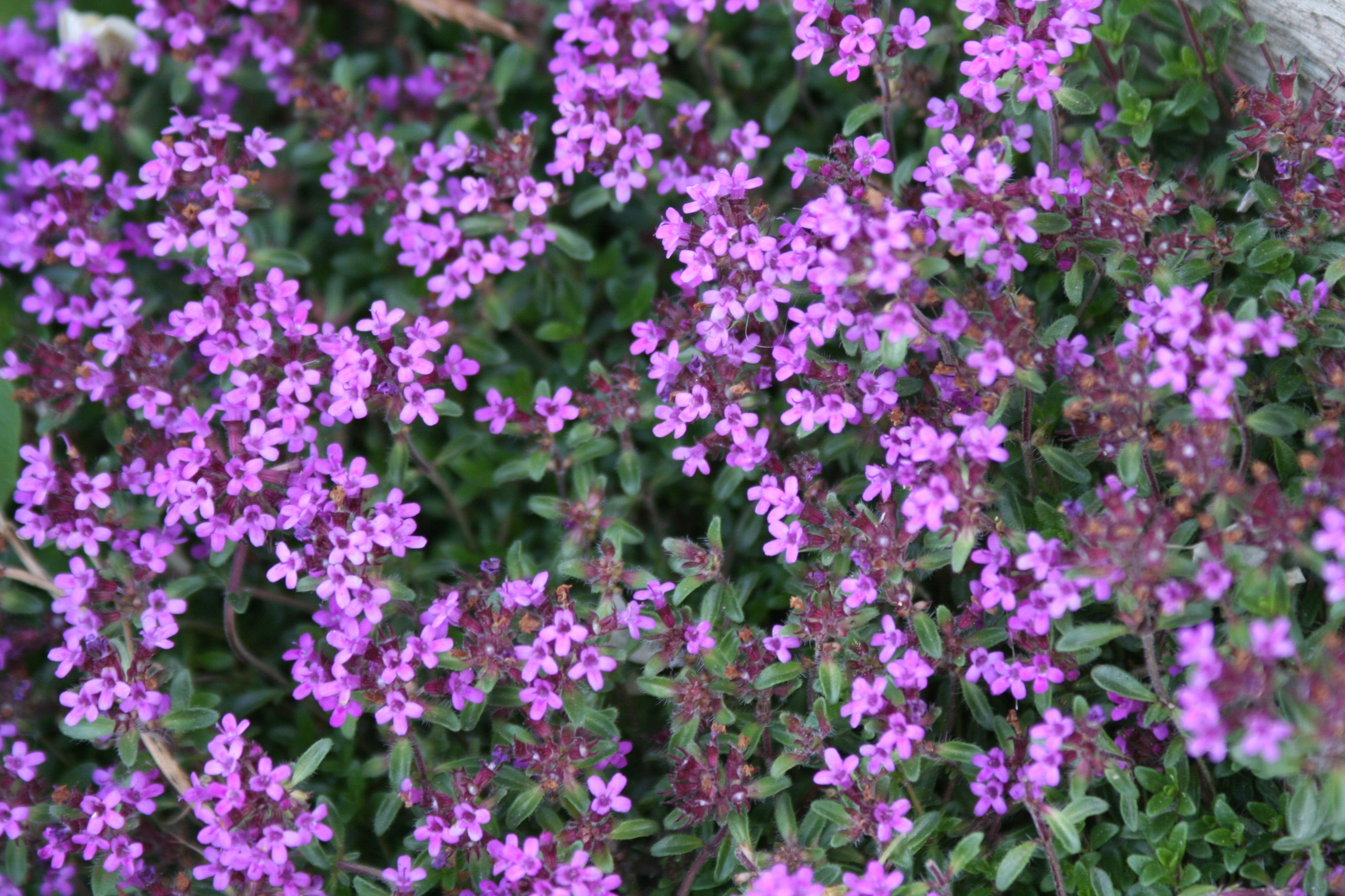 Tiny Purple Flowers – savingourboys.info